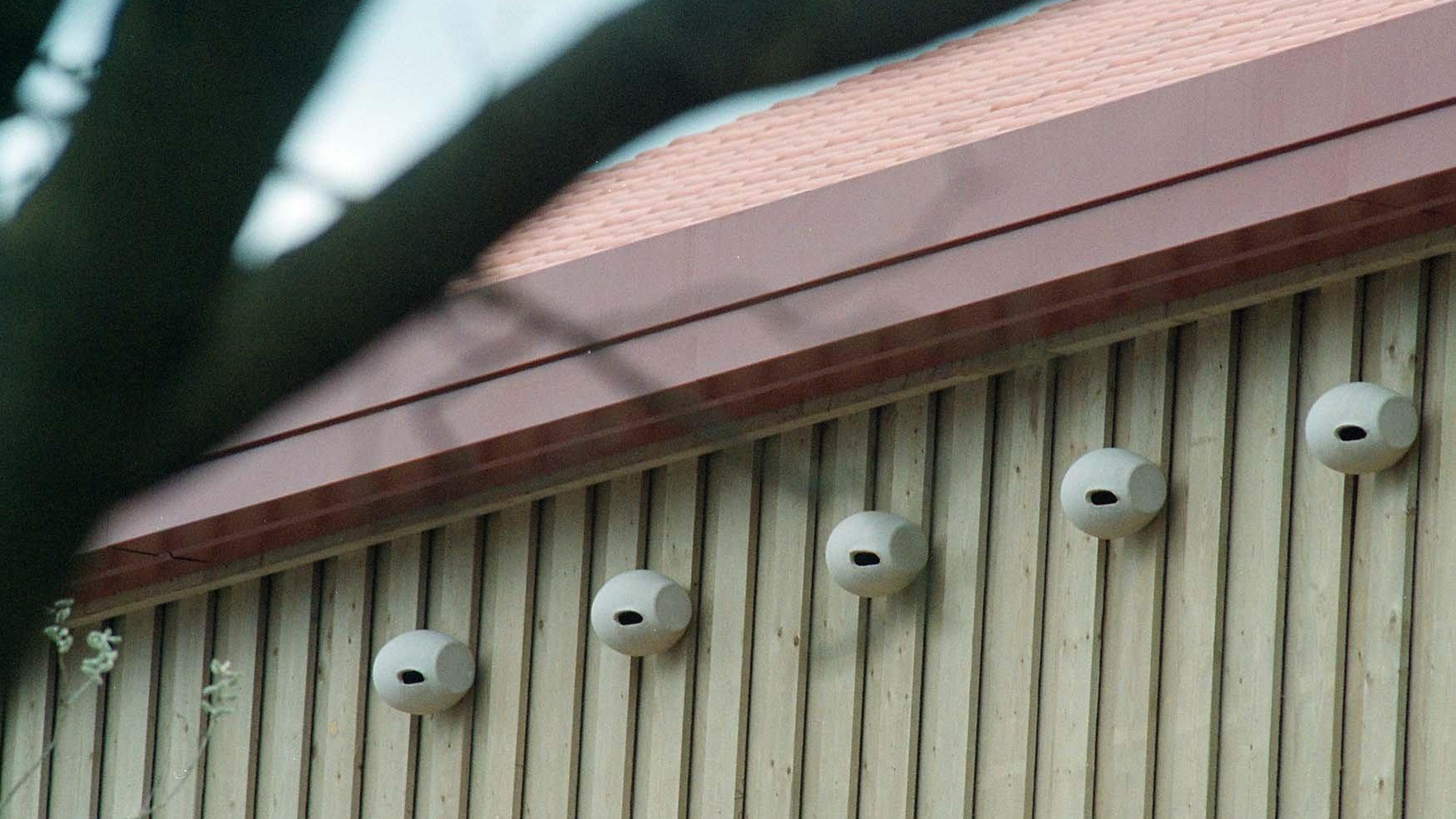 Natuurinclusief bouwen wordt de norm in Heerlen: zaken als groene gevel en neststenen moeten onderde