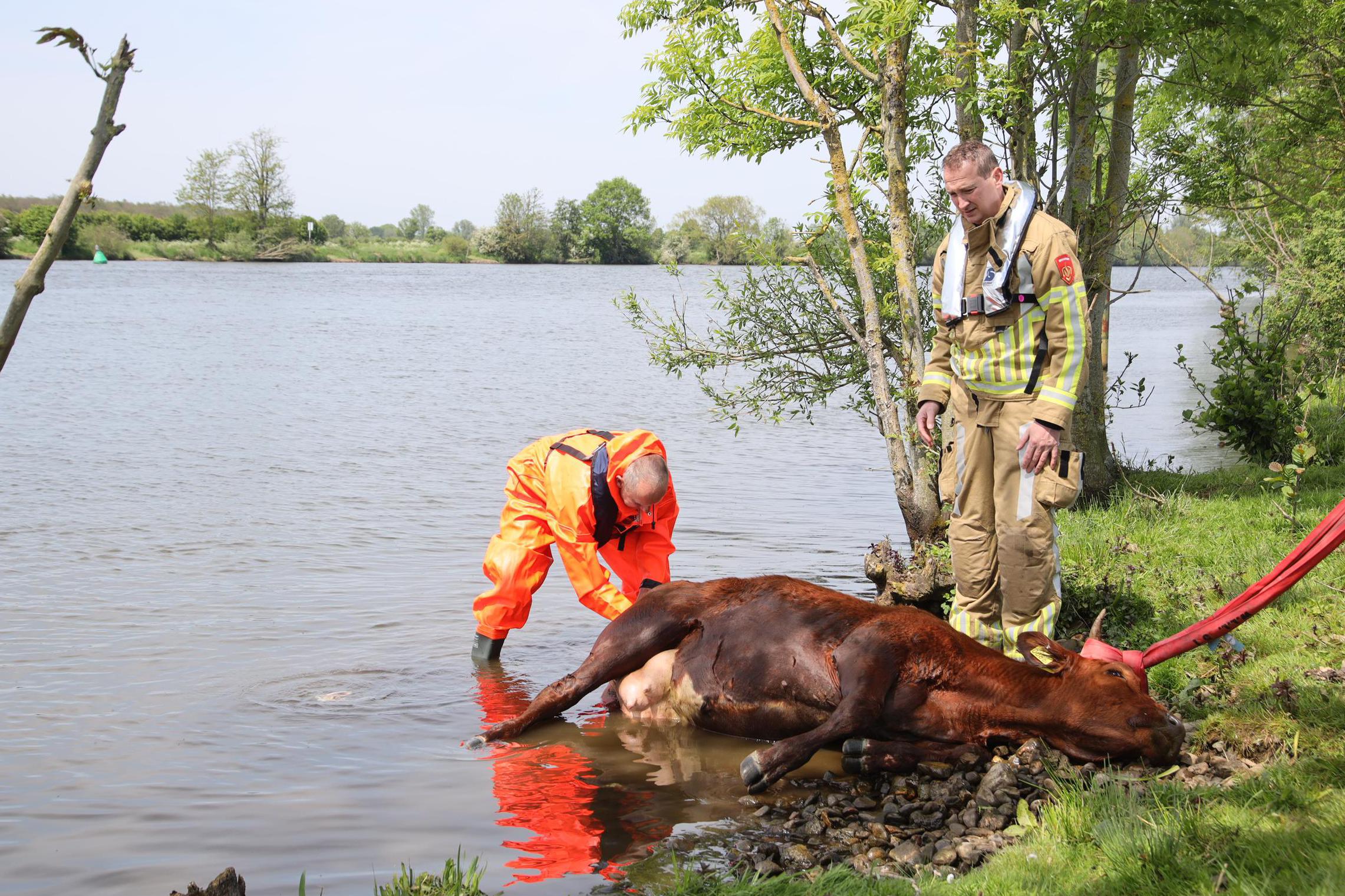 Koe Maas Rhein Hoogzwangere koe gered uit de Maas bij Bergen, kalf overleden | De ...