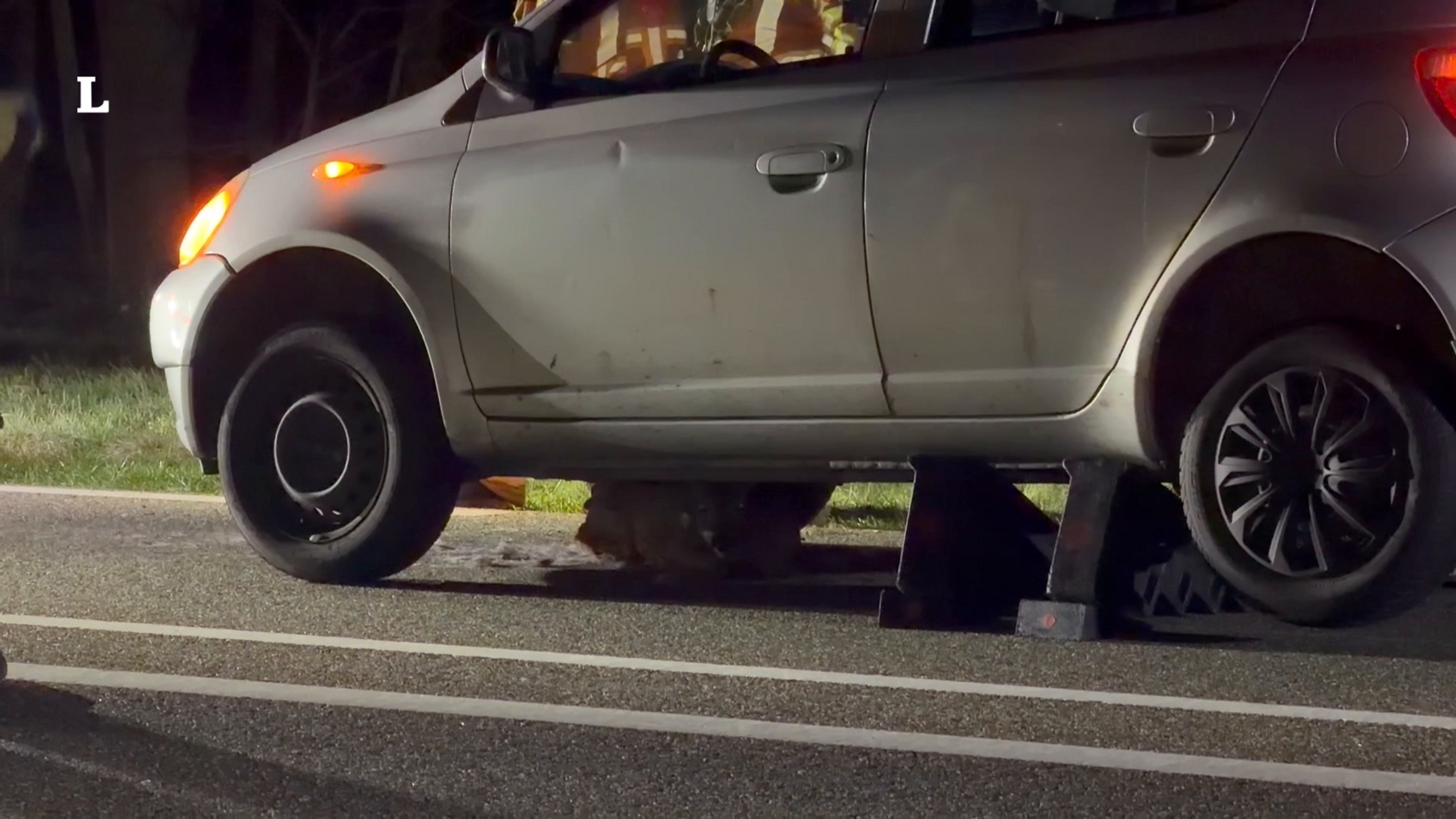 Hert rent weg nadat het onder auto vastzat in Susteren