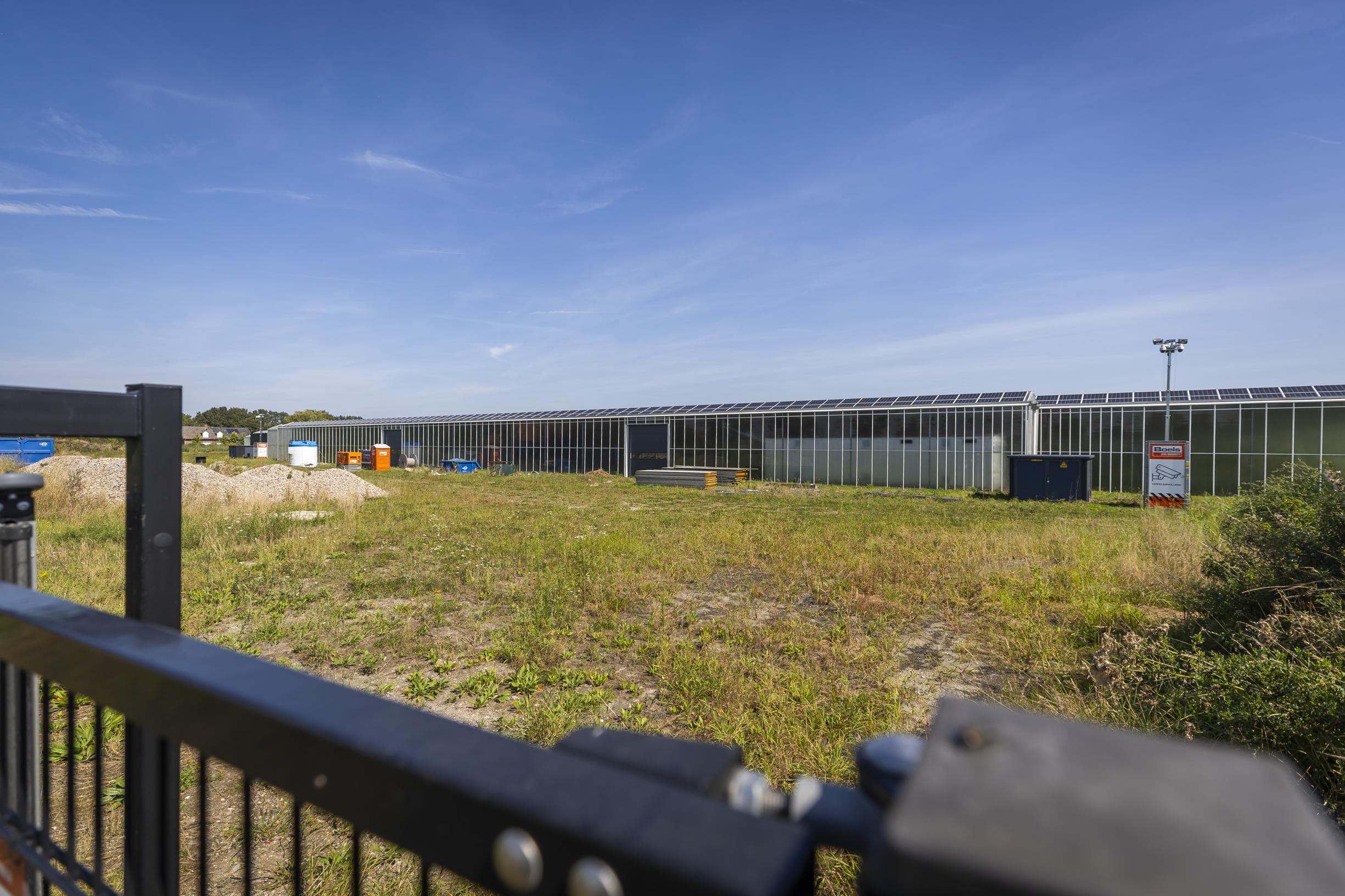 Tuinderskas of zonnepark? Basilicumteelt als excuus om geld te verdienen met stroom in Meijel: ‘Staa