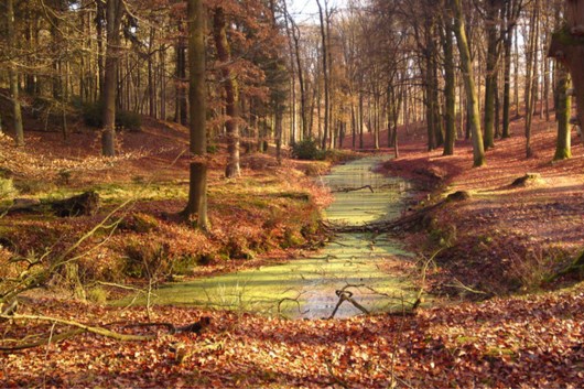 Herfstkleuren in wandeling Trampelkeu Schimmert