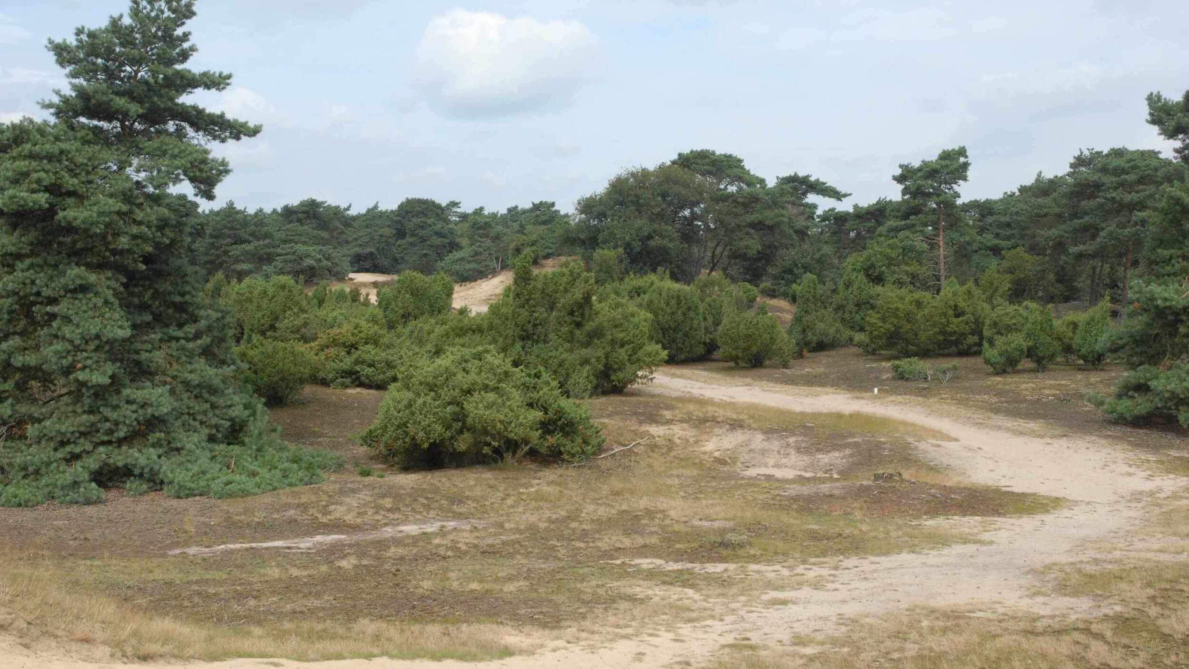 Wat is het lot van het afgebrande natuurgebied Boschhuizerbergen? ‘Deze brand is een ramp, een catas