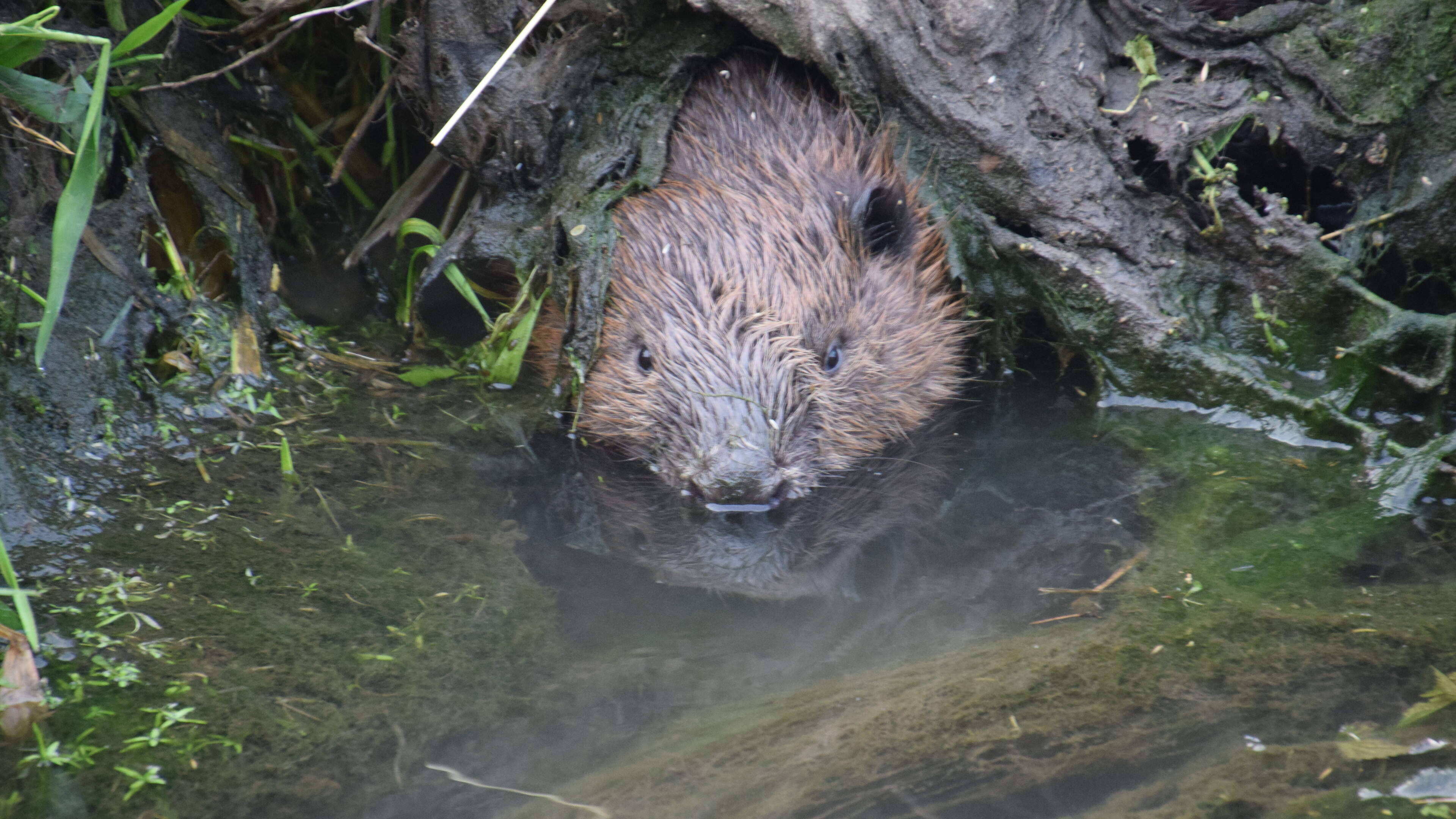 Aanwezigheid bever was bekend, het risico niet onderzocht: wie draait op voor beverschade Nieuw Berg