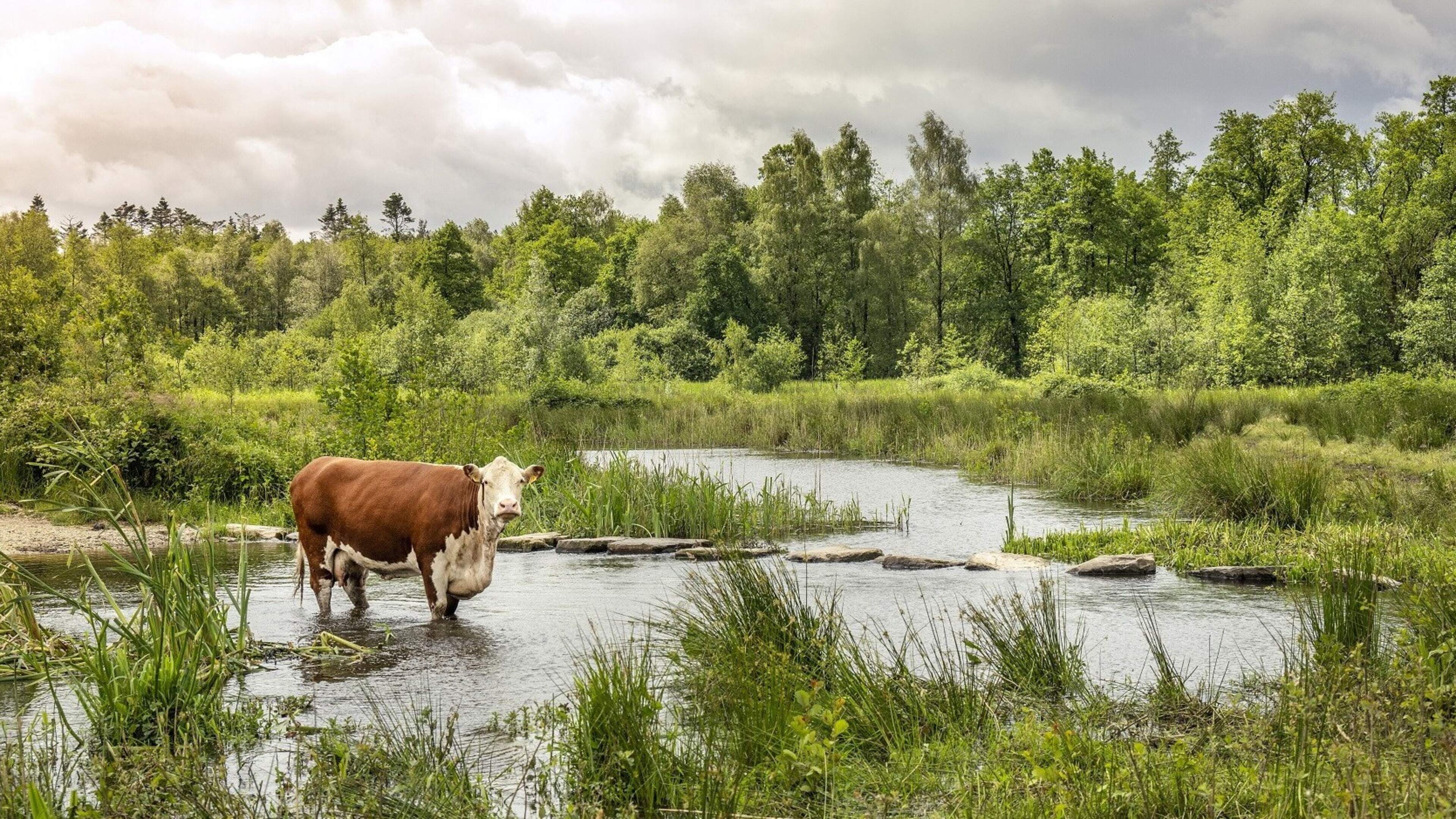 Maak kennis met de plantenrijkdom in Maaspark Ooijen-Wanssum