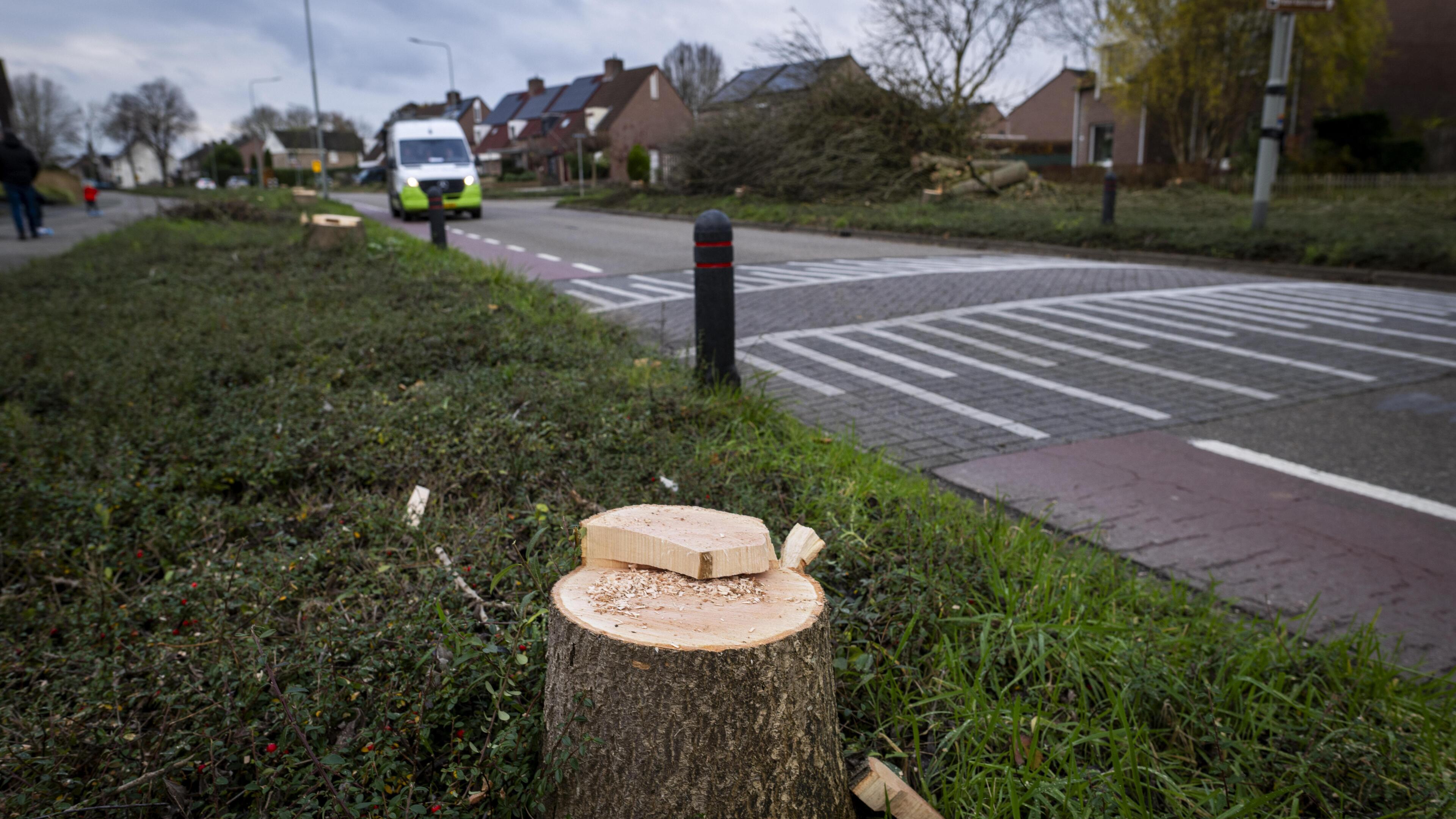 Zieke bomen gekapt in Munstergeleen: ‘Er komen nieuwe voor terug’