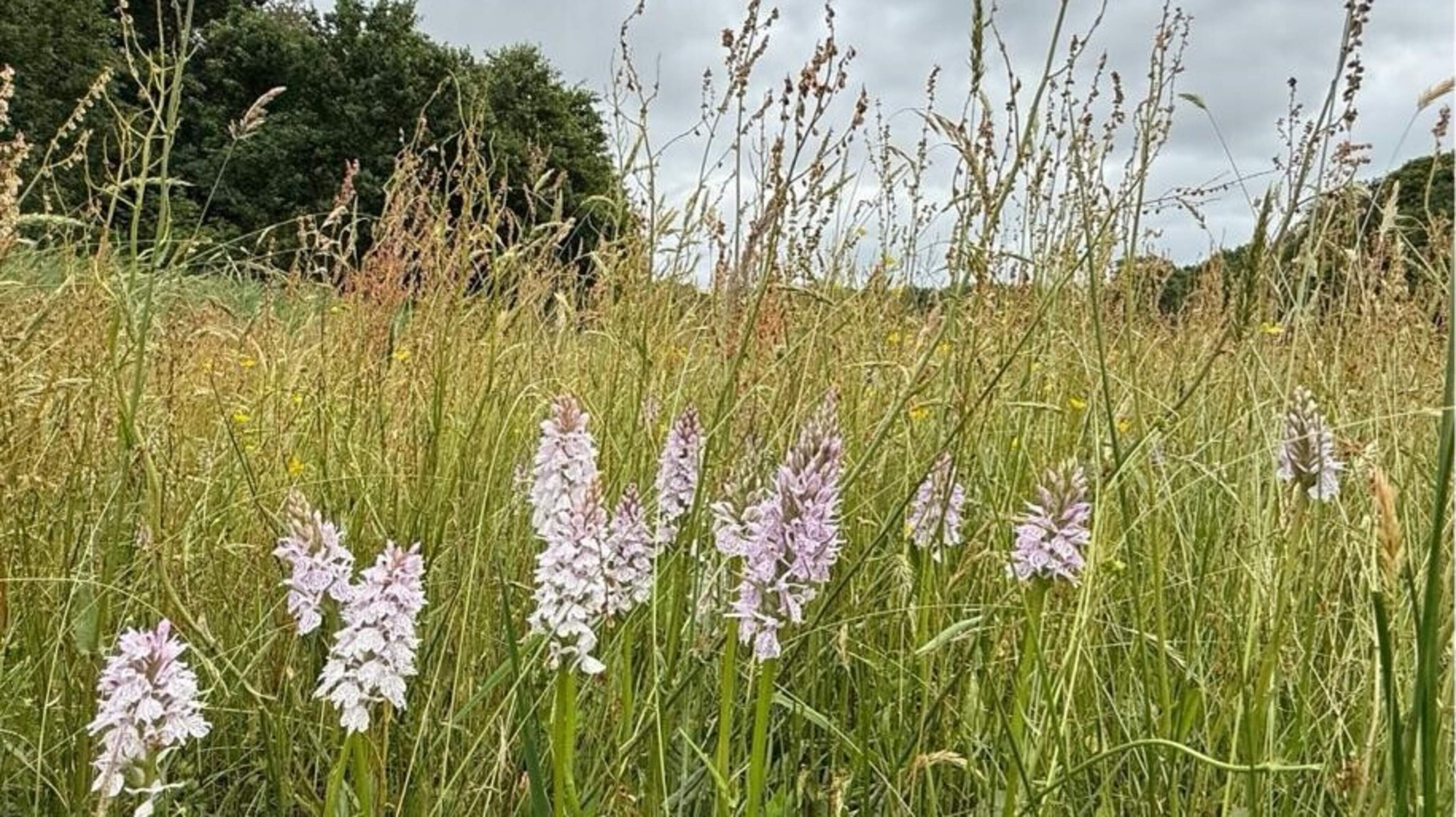 De bloemen van orchideeën foppen insecten