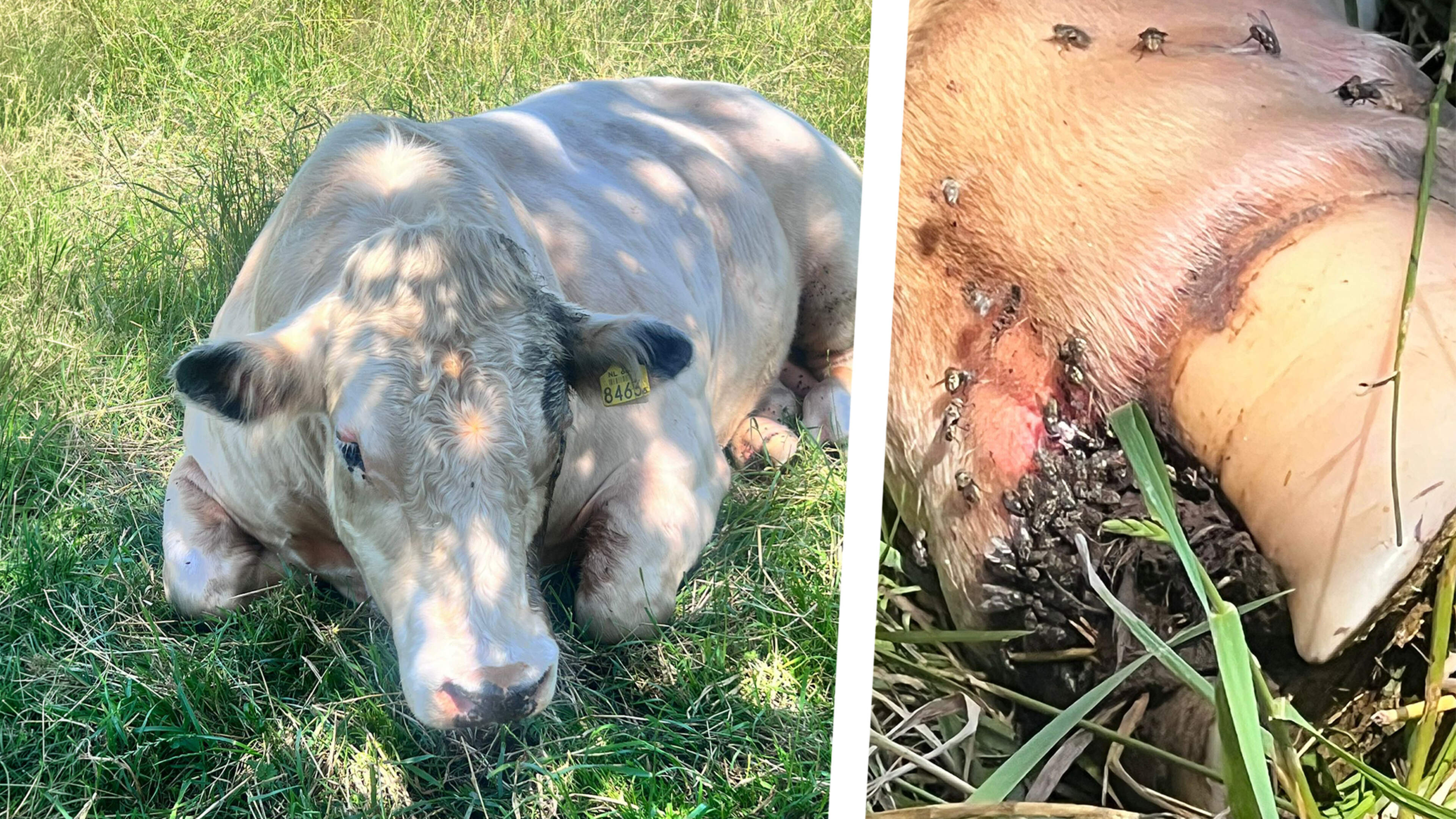 Veehouder Tonnie Rompelberg (61) uit Eijsden opnieuw onder vuur na gewonde stier in weiland