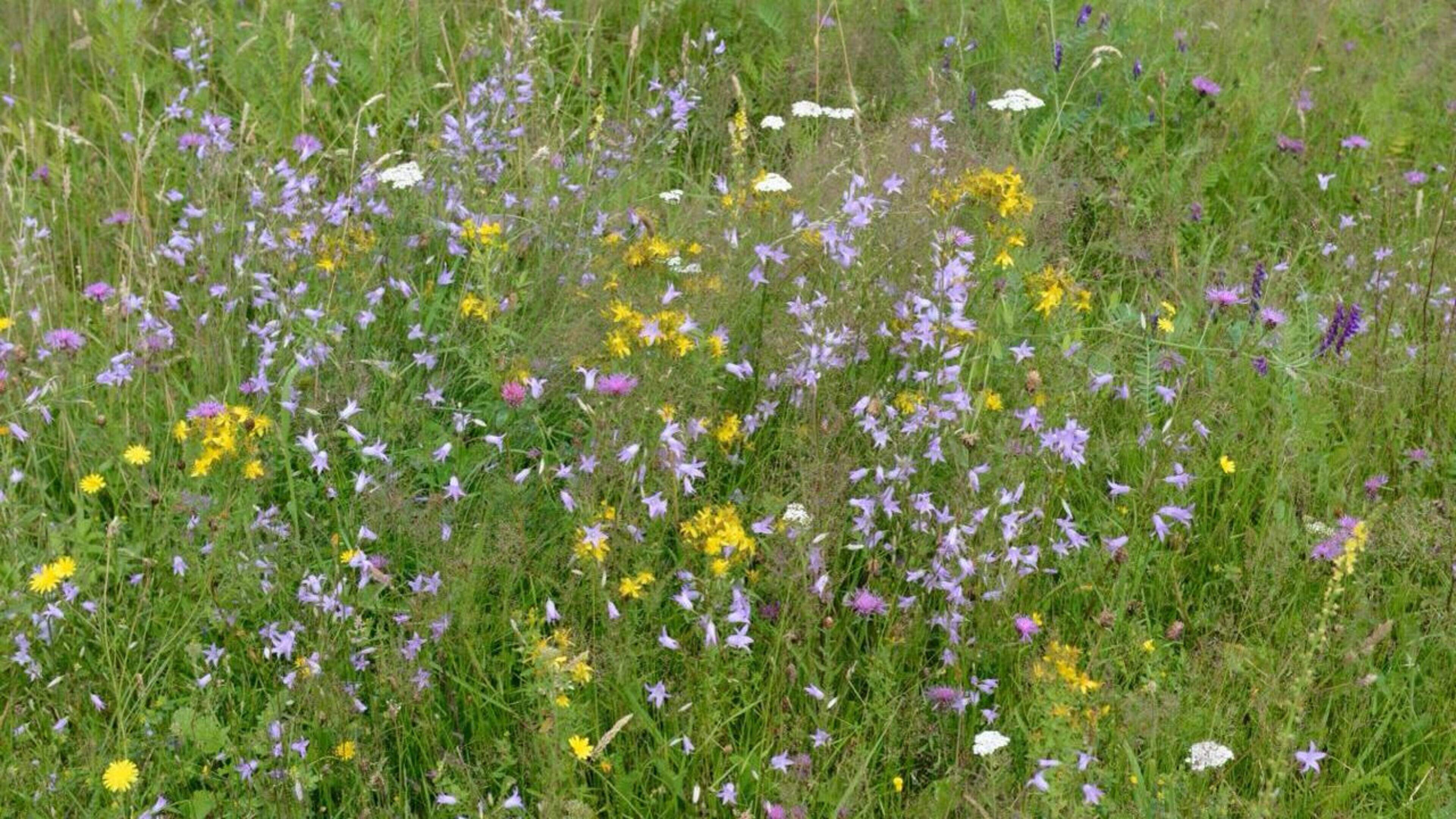 Fleurige stroomdalflora in de Rijkelse Bemden
