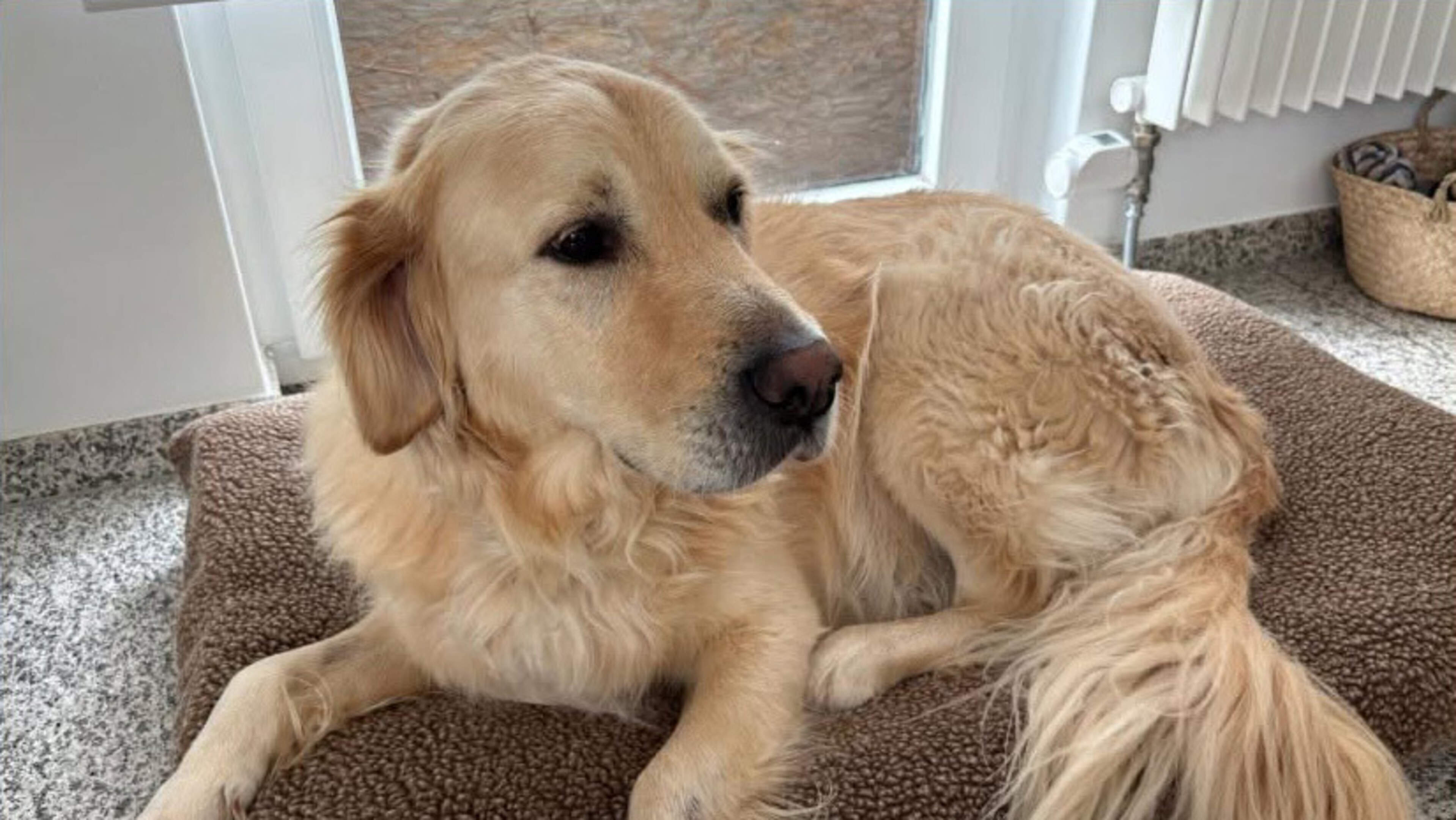 Landgraafse golden retriever Amigo verdween en werd dood teruggevonden, en hij is niet de enige: ‘Je