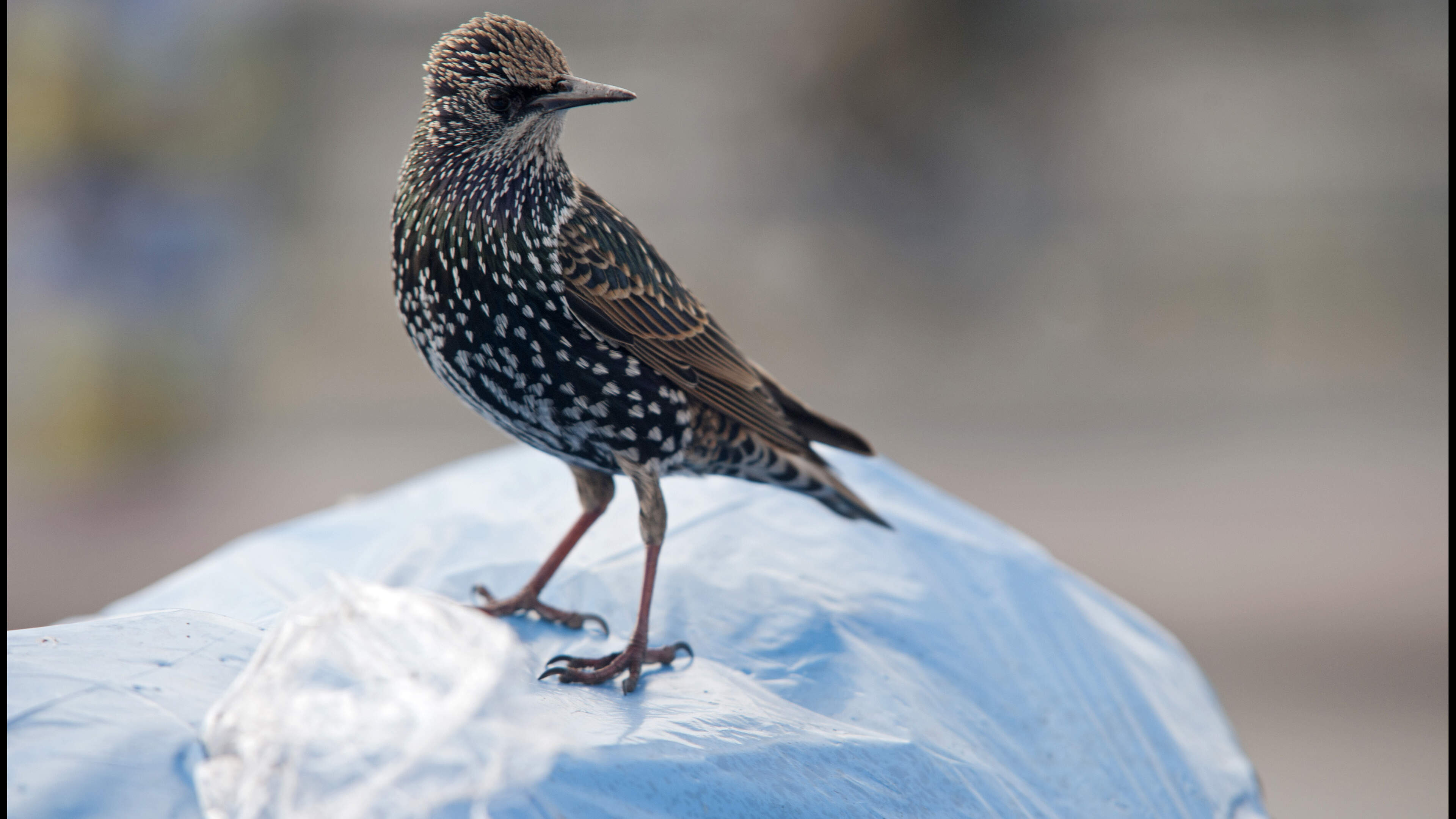 Man (69) uit Geleen aangehouden voor illegaal vangen van vogels, vijftig dieren aangetroffen in zijn