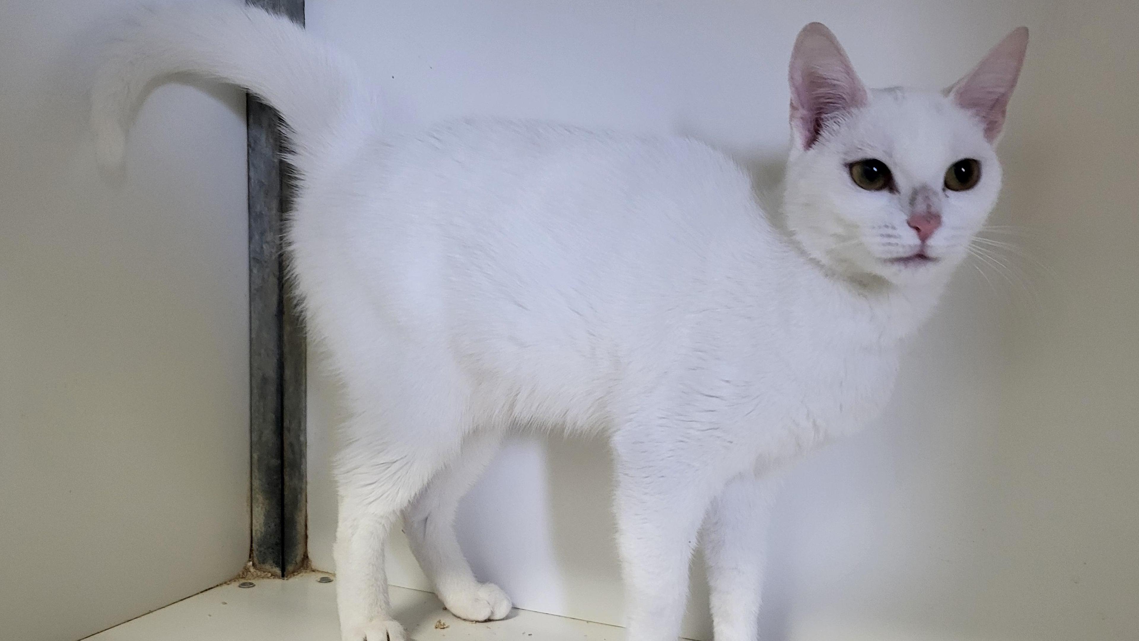 Hazel is een jonge poes die gezelschap van mensen heel fijn vindt