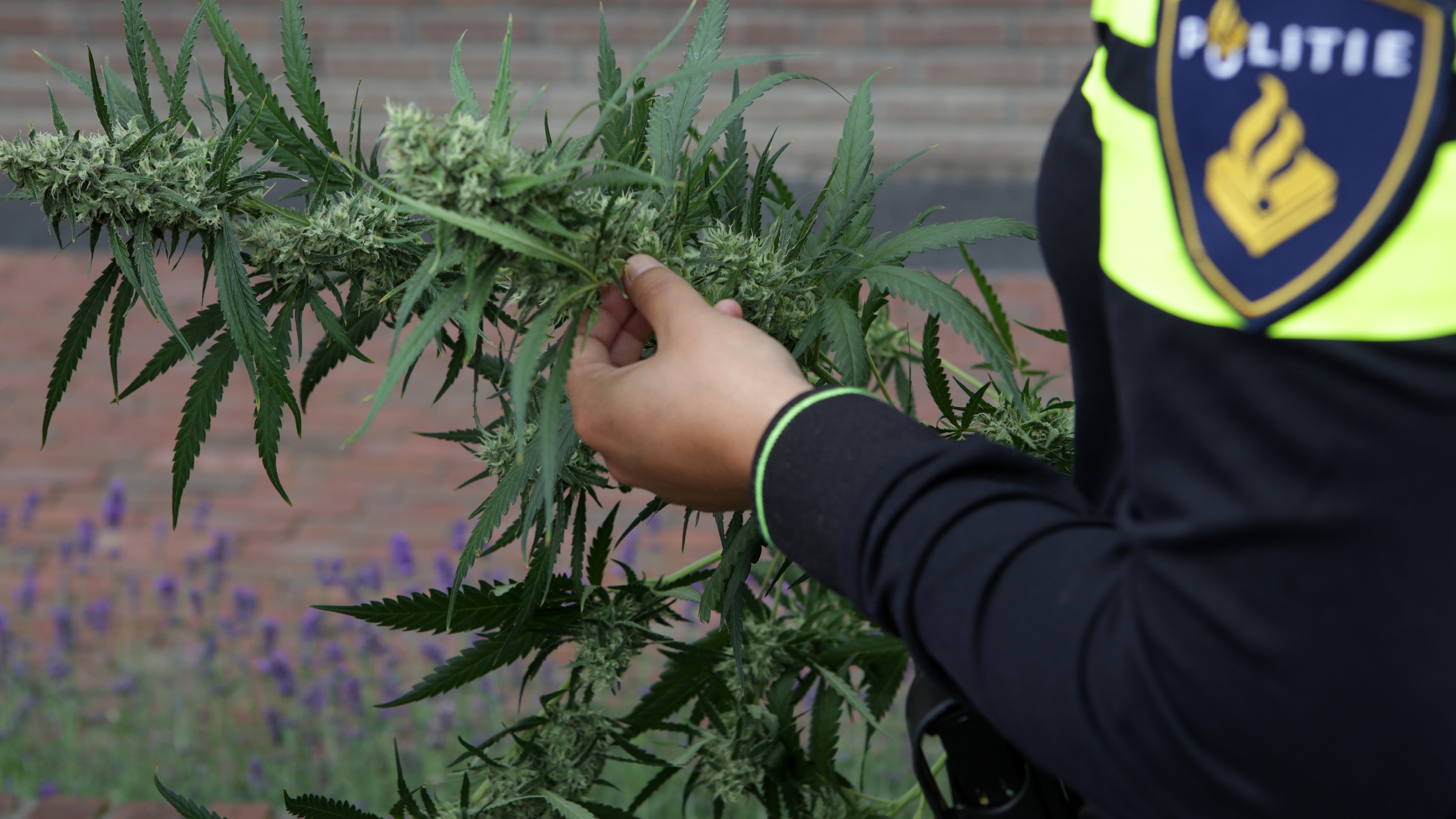 Man uit gemeente Bergen aangehouden bij opgerolde wietkwekerij Wellerlooi