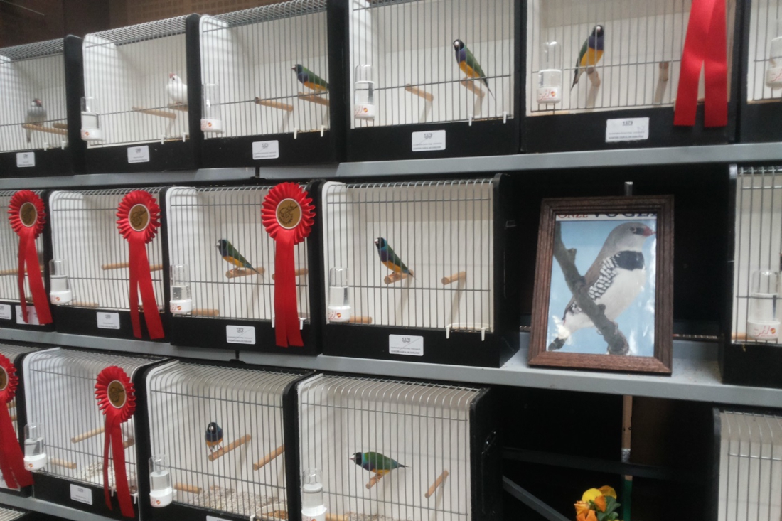 Grote vogeltentoonstelling in Meerlo