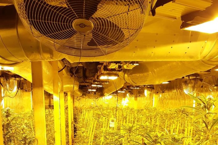 Wietkwekerij met 1300 planten ontdekt dankzij speurhonden