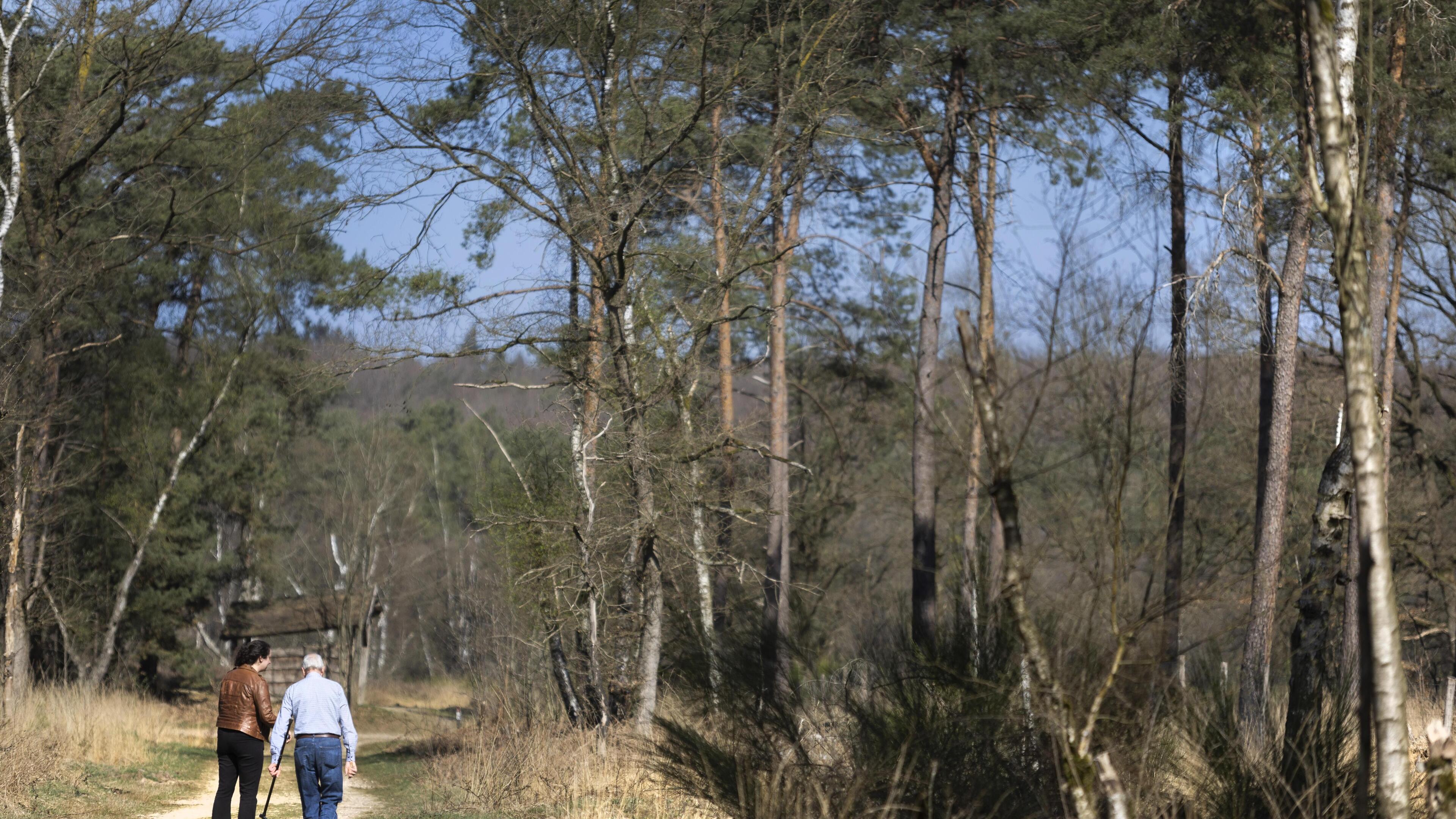 Vijf jaar na de grote brand op de Meinweg is de natuur weer kurkdroog: ‘Bij elke wandeling kijk ik r