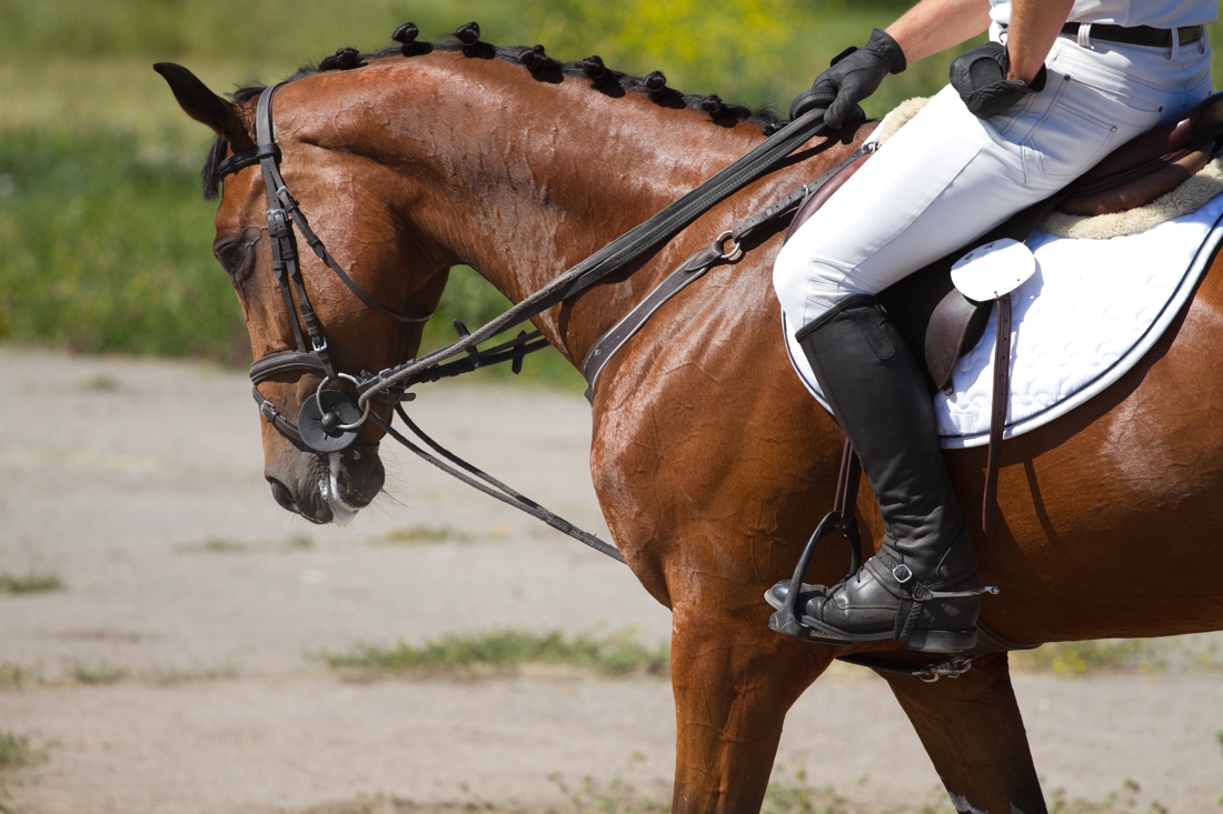 Fusie paardensportverenigingen Well en Siebengewald