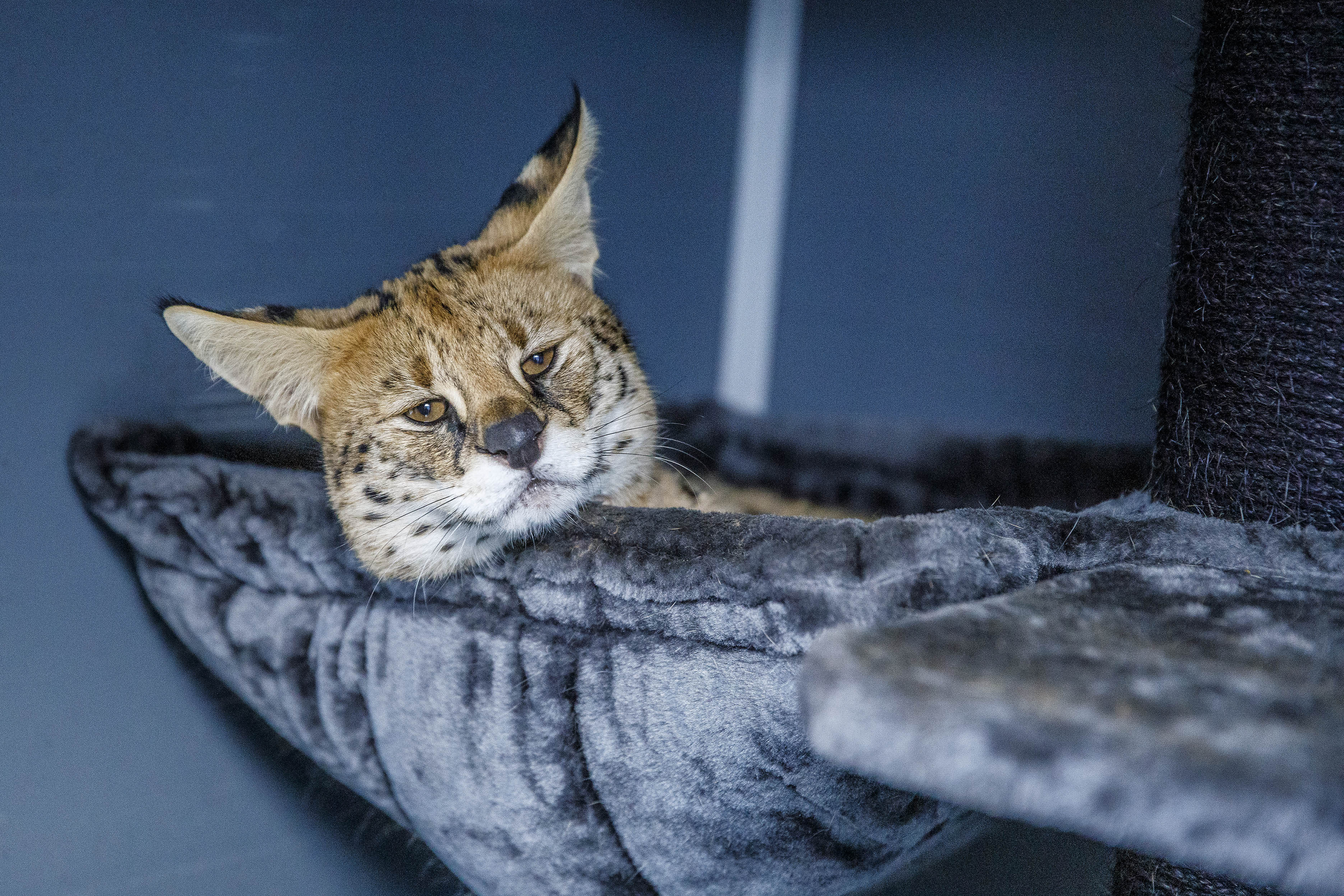 Een serval als huisdier: ‘Kan je achtertuin ooit concurreren met de savanne?’