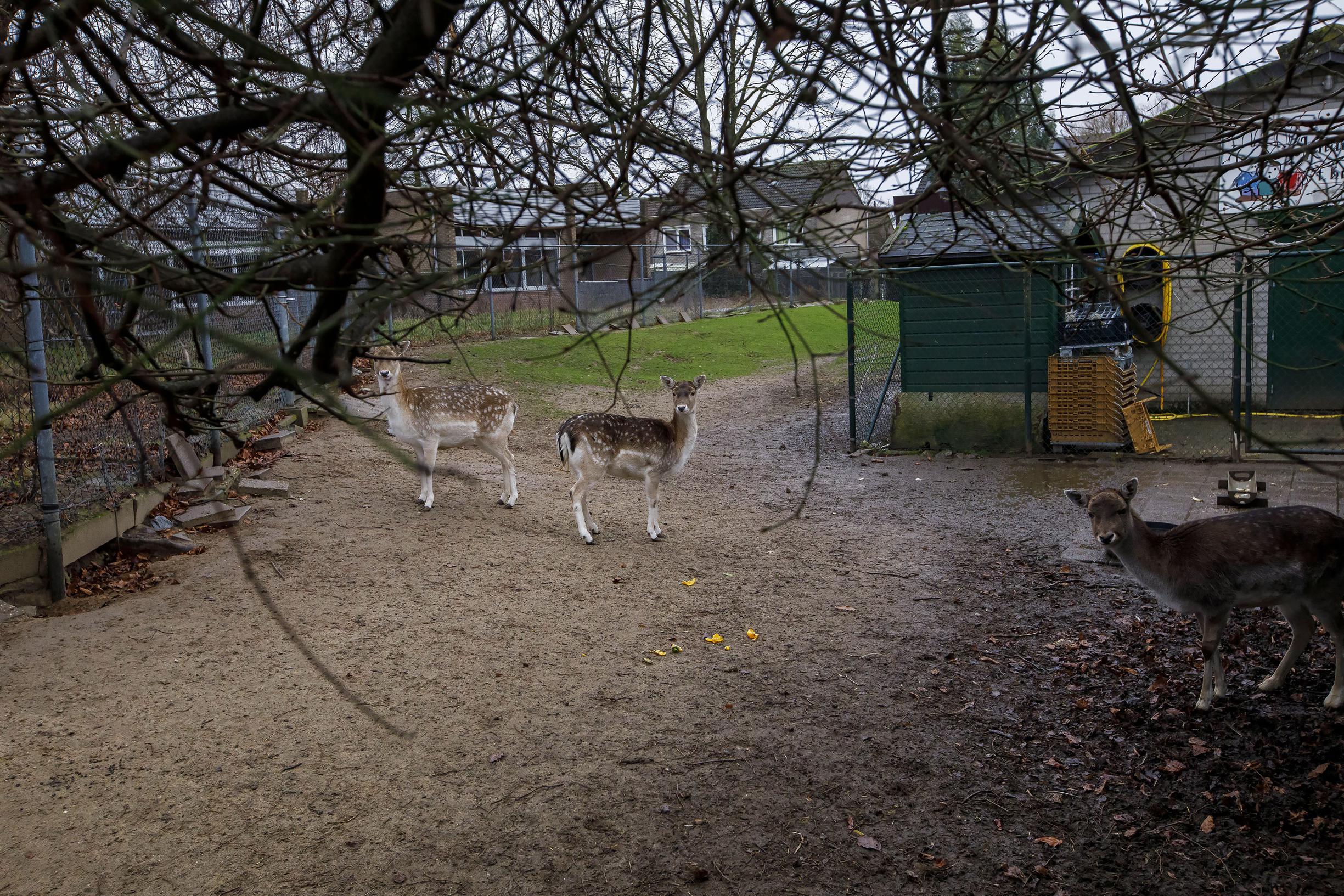 Kinderboerderij ’t Brombemke in Sint Odiliënberg moet voor 31 maart verhuisd zijn naar Dorpspark Sch