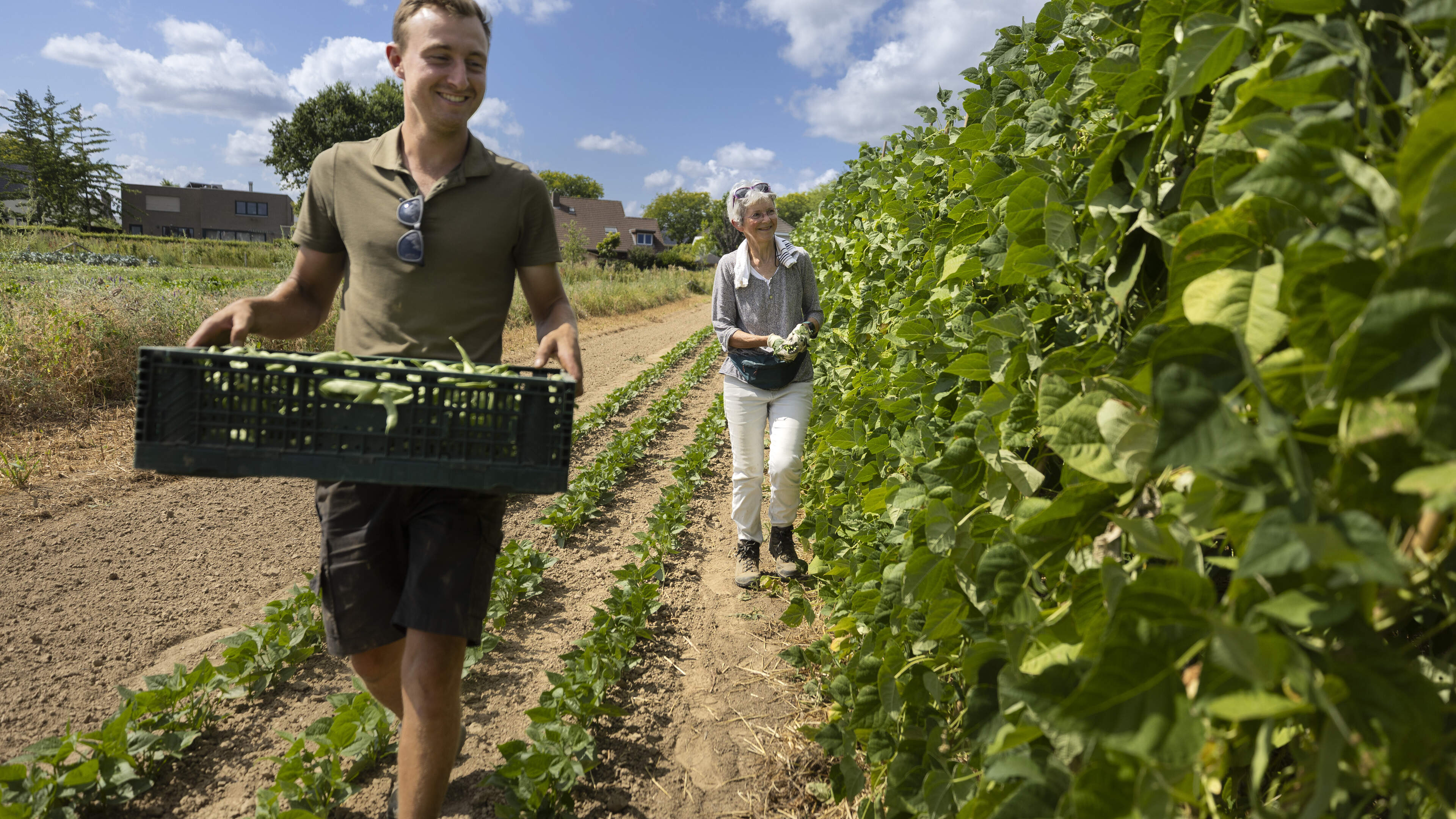 Mega-moestuin in Geleen heeft ondanks hitte en droogte niet te klagen over oogst: ‘Zelfs de watermel