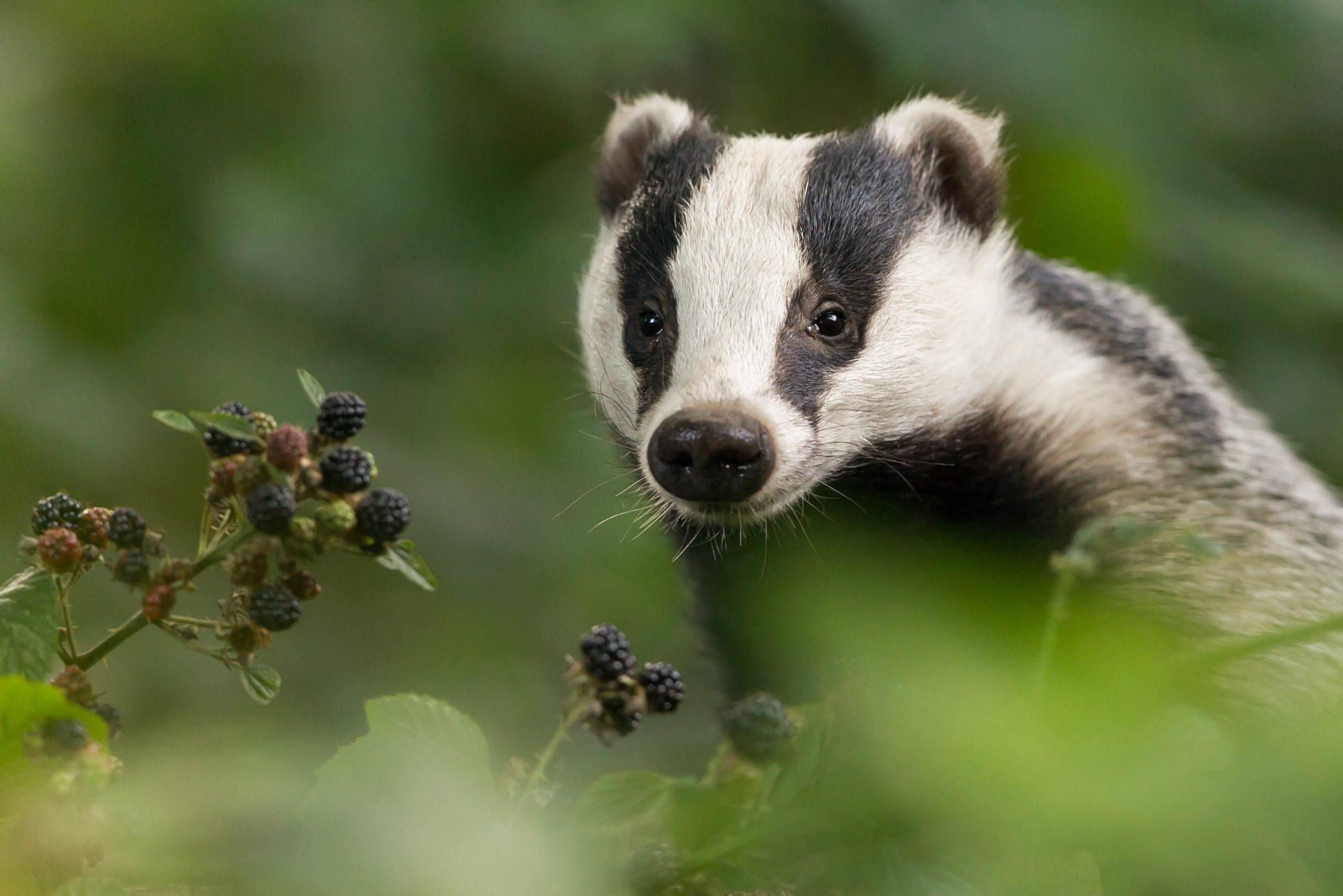 Vertraging dreigt voor woningbouw in Schimmert vanwege een bewoonde dassenburcht