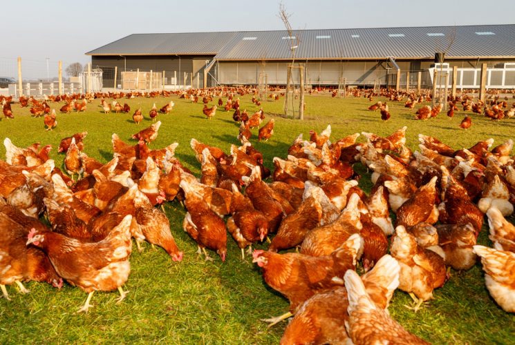 Lamberdina’s Hoeve in Castenray: meest duurzame kippenboerderij van Nederland