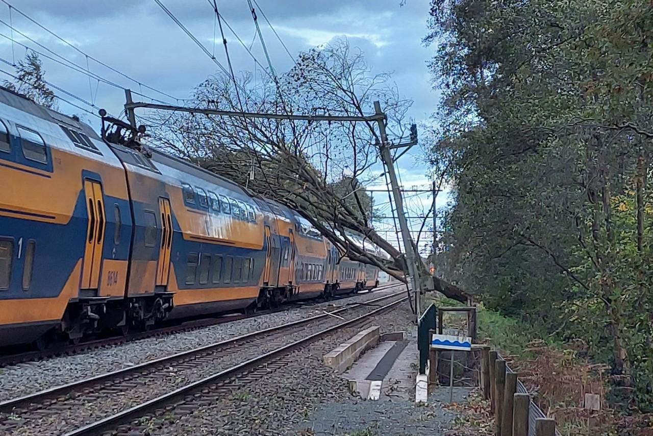 Trein rijdt tegen boom in Haelen, geen treinverkeer tussen Weert en Roermond