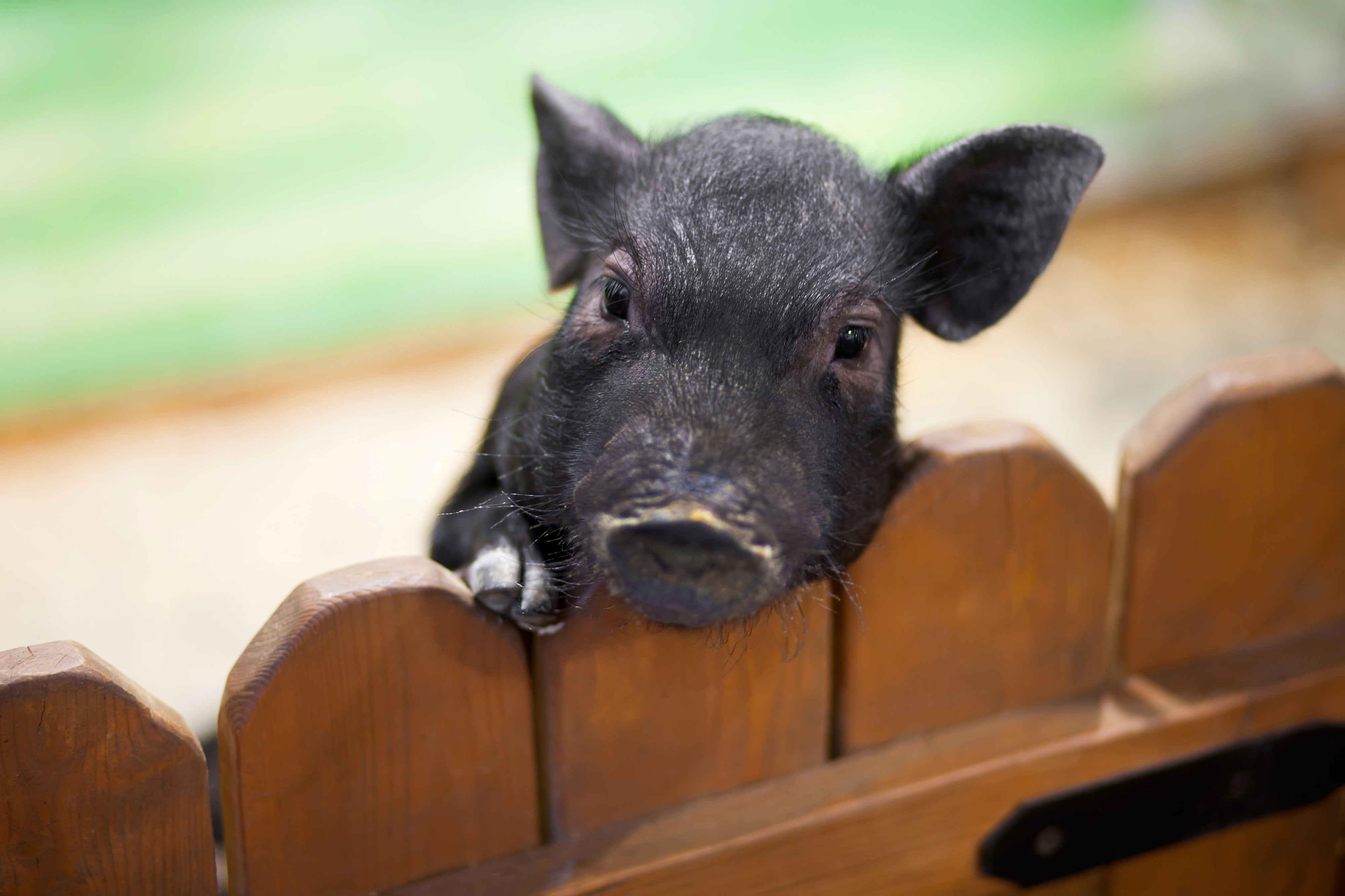 Dorp schiet te hulp bij sluitende kinderboerderij