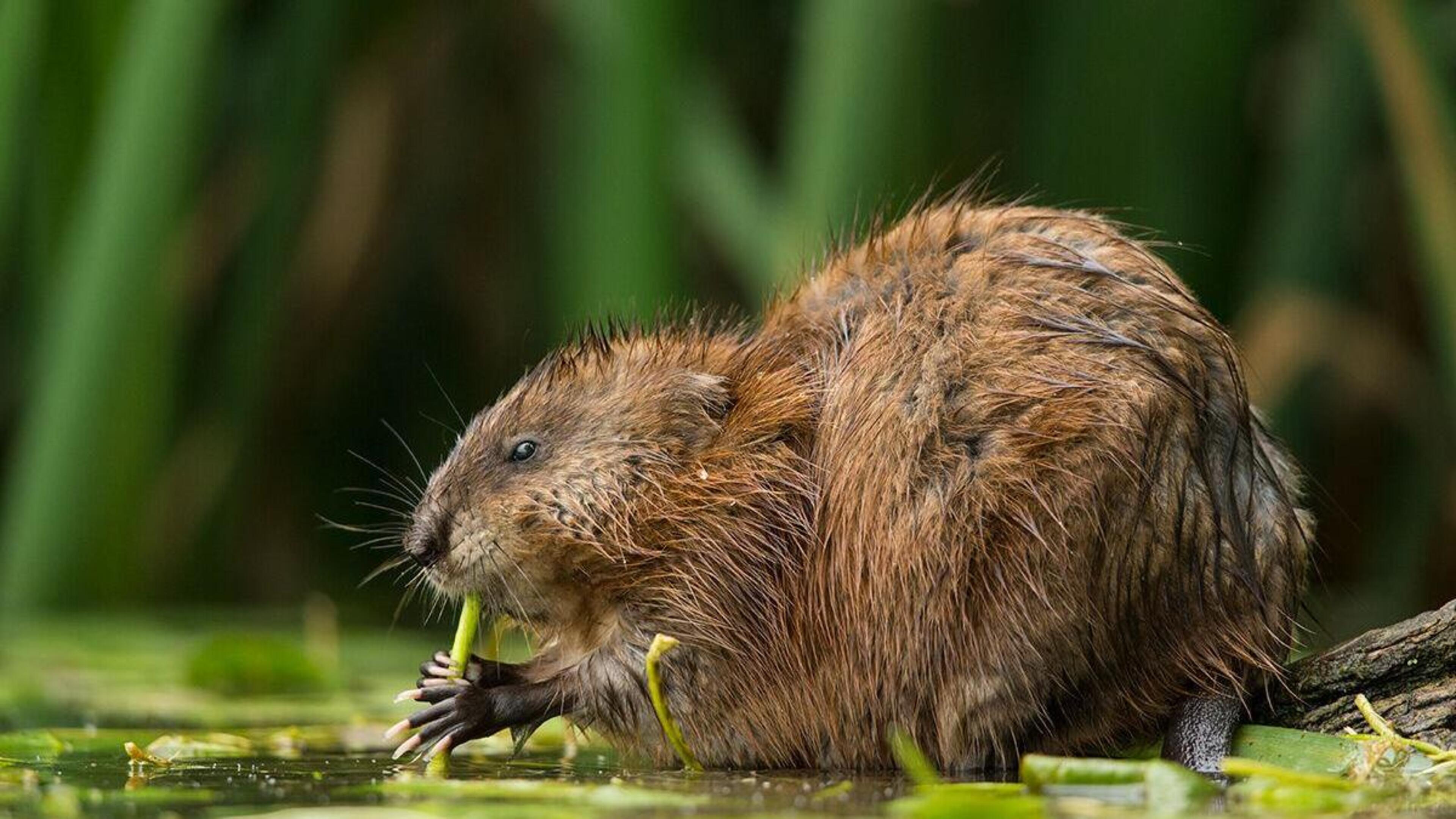 Knaagdieren die oevers van grensrivier de Worm ondermijnen krijgen bij de buren zonder pardon de kog