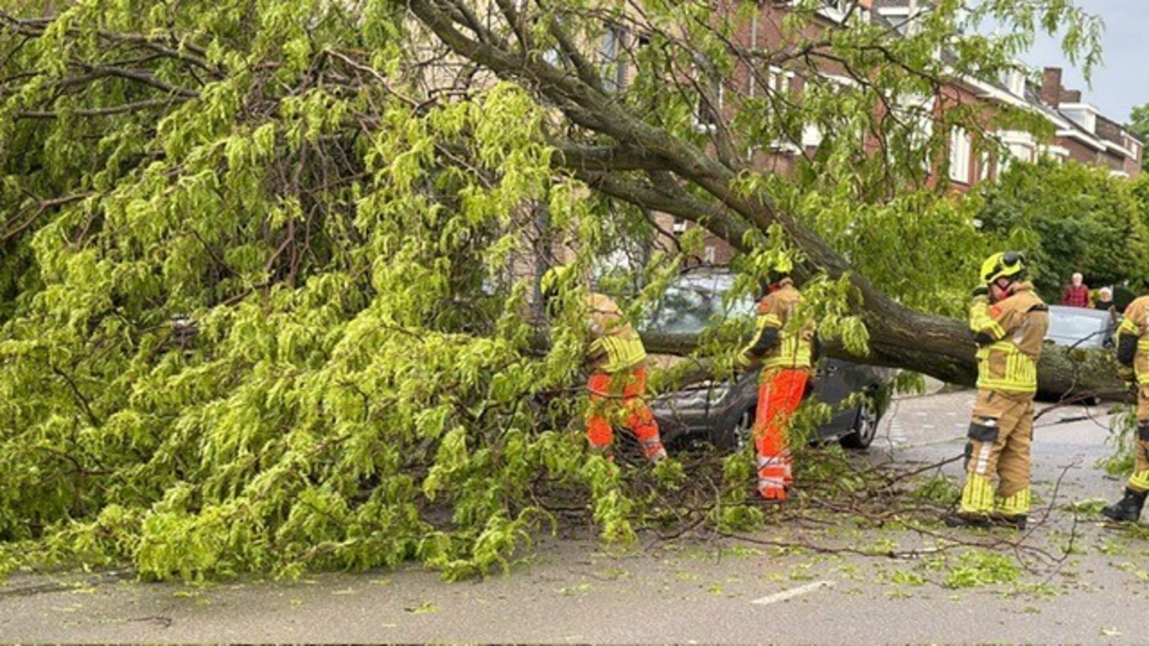 Meerdere meldingen van stormschade in de regio Maastricht, twee bomen omgewaaid