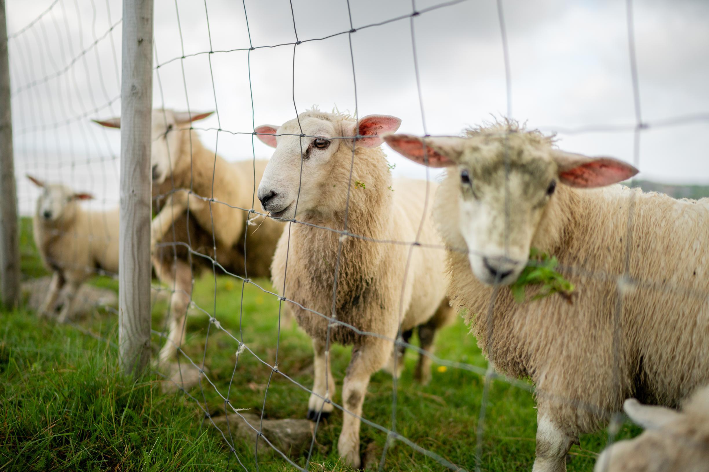 NVWA haalt 125 ‘verwaarloosde’ dieren weg bij veehandelaar in Broekhuizenvorst