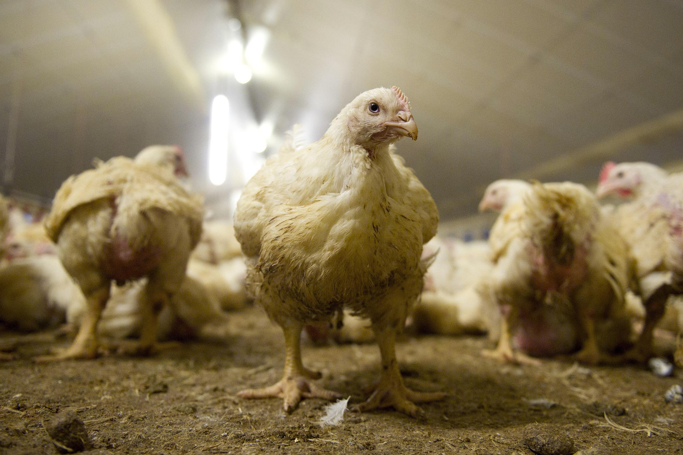 Pluimveebedrijf in Weert mag uitbreiden voor verbeteren dierenwelzijn