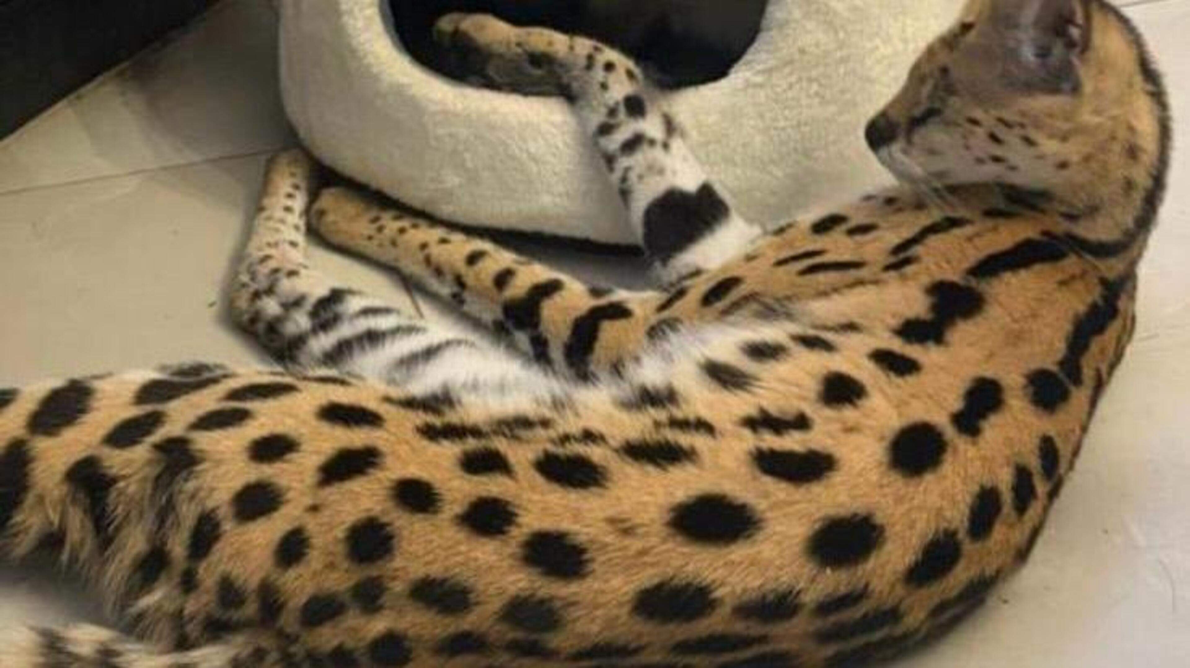 Zoektocht naar ontsnapte serval in Landgraaf