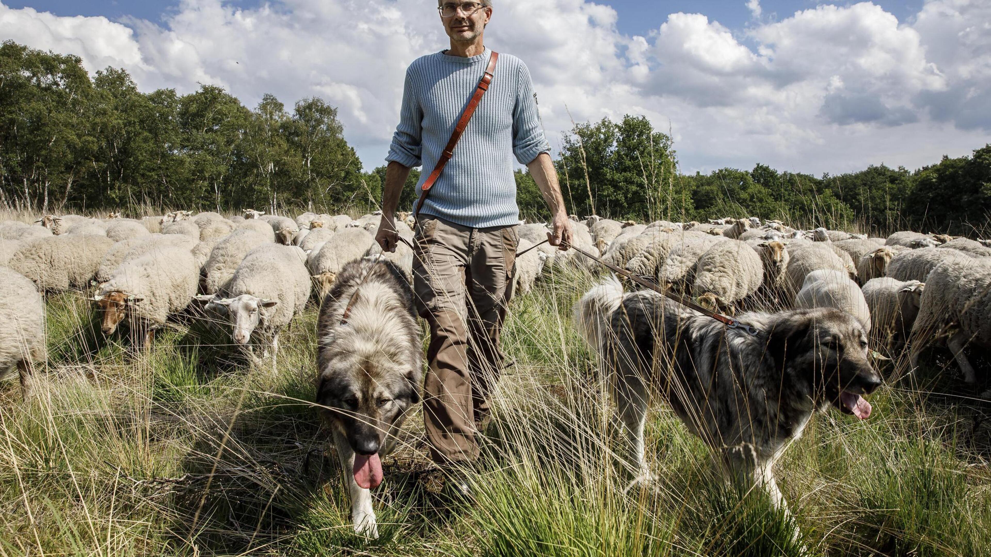 Roemeense honden beschermen schapen tegen wolven op de Meinweg