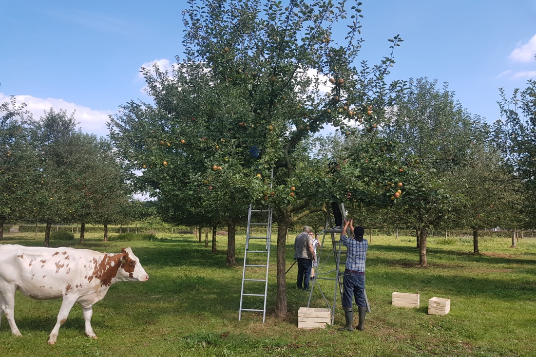 Fruitfestival in boomgaard aan de Lintjesweg in Munstergeleen