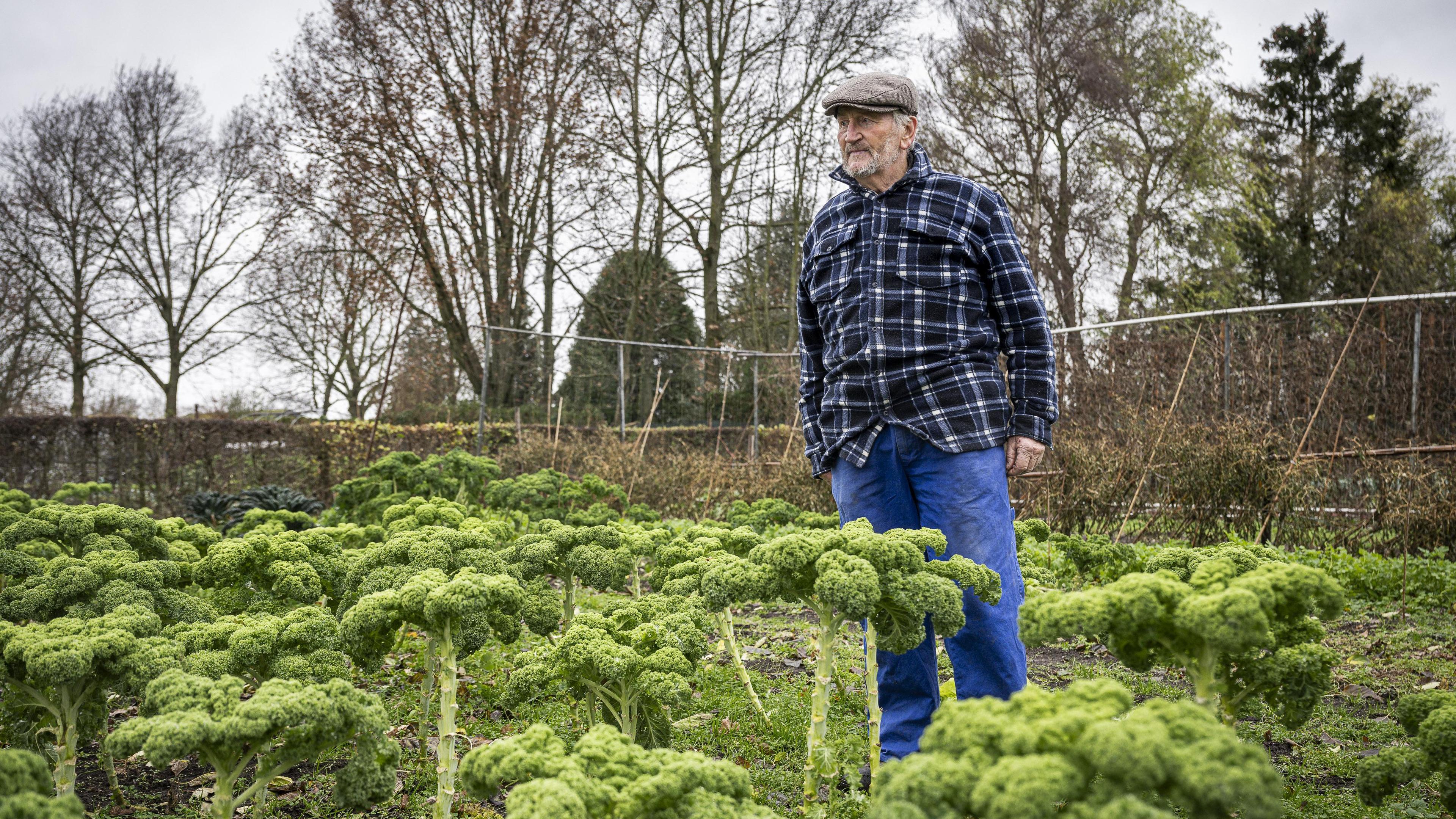 De hele oogst uit de moestuin van Gerrit (80) in St. Joost gaat naar de voedselbank: ‘In de zomer we