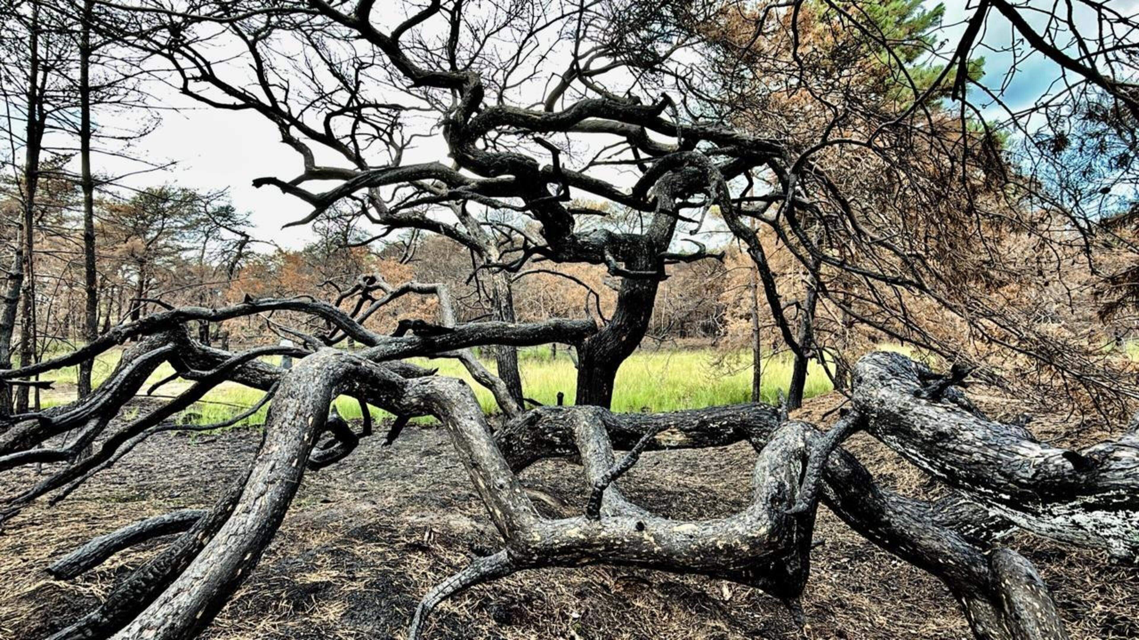 Brandende naaldbossen en heide