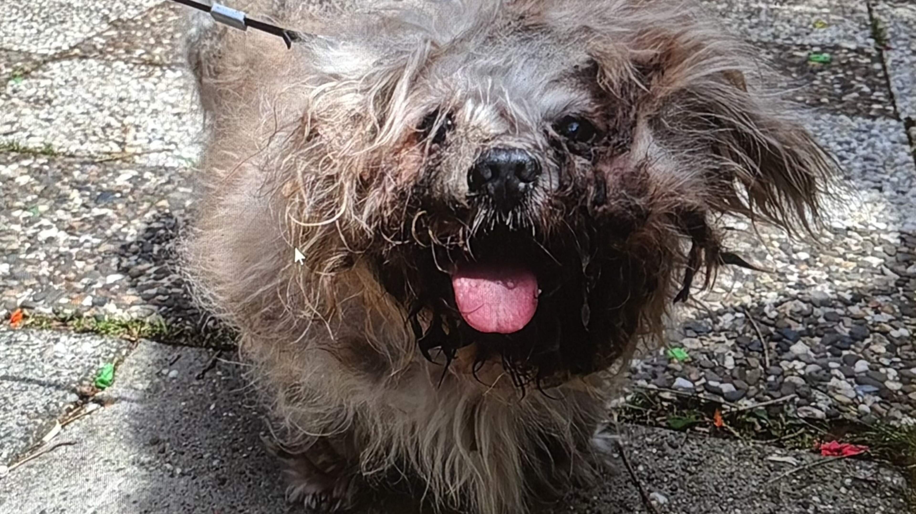 Hond met gebroken kaak en wonden weggehaald bij Kerkraadse eigenares, wellicht vervolging wegens mis
