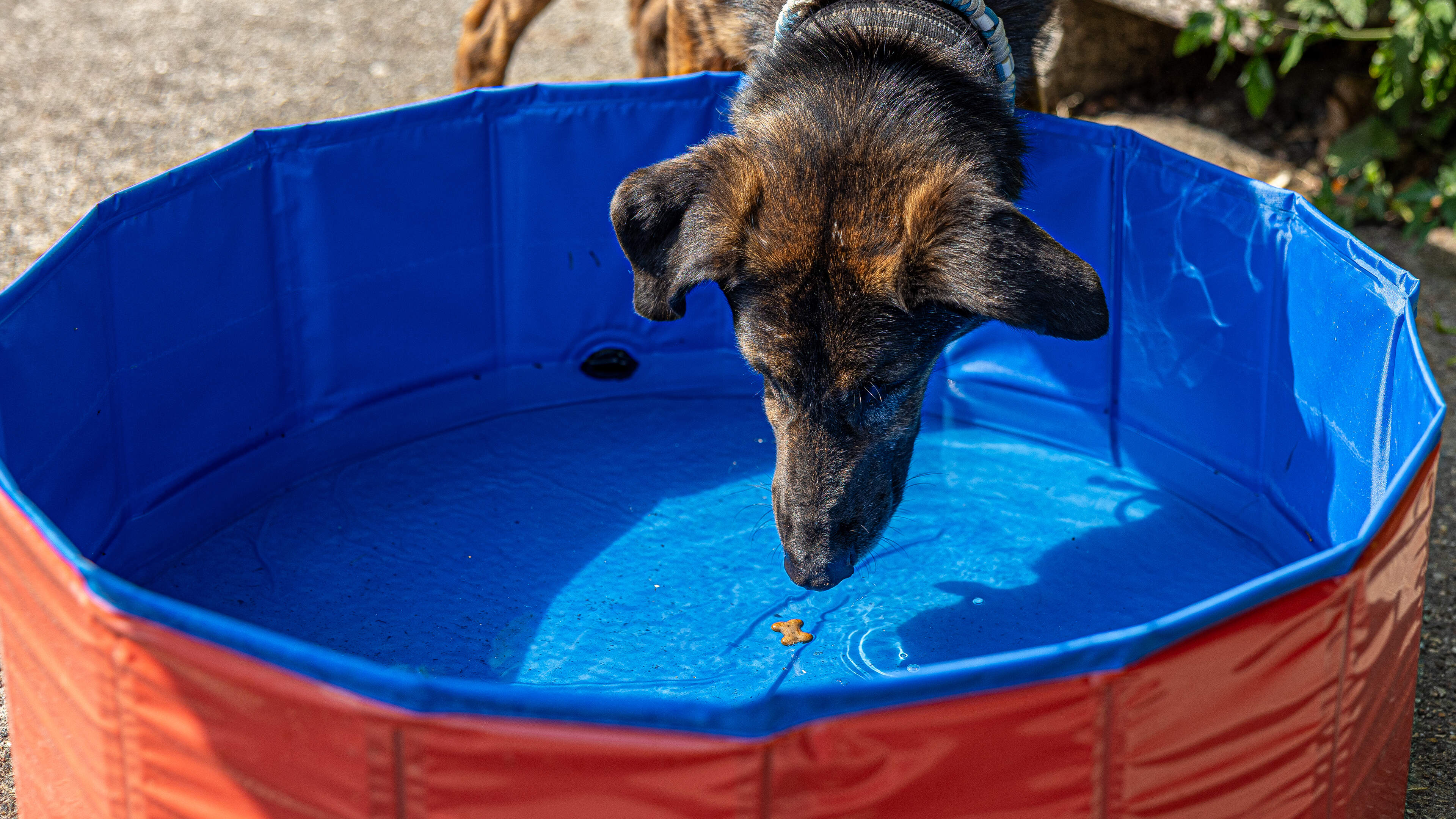 Parasolletjes voor de kippen en natgesproeid gras voor de honden: zo vergaat het huis- en boerderijd