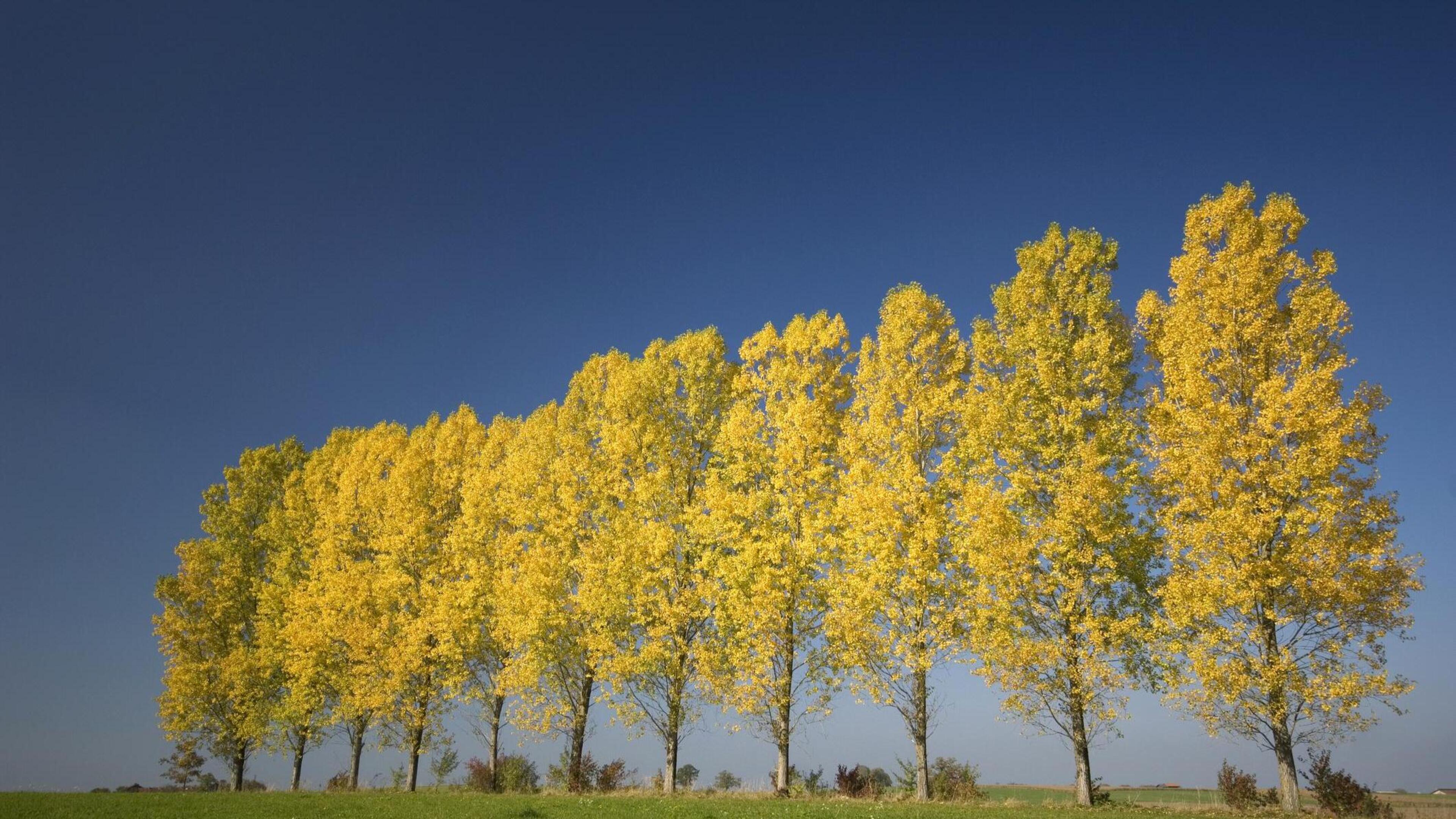 Bomen langs Julianakanaal bij Elsloo worden gekapt na schade door bevers