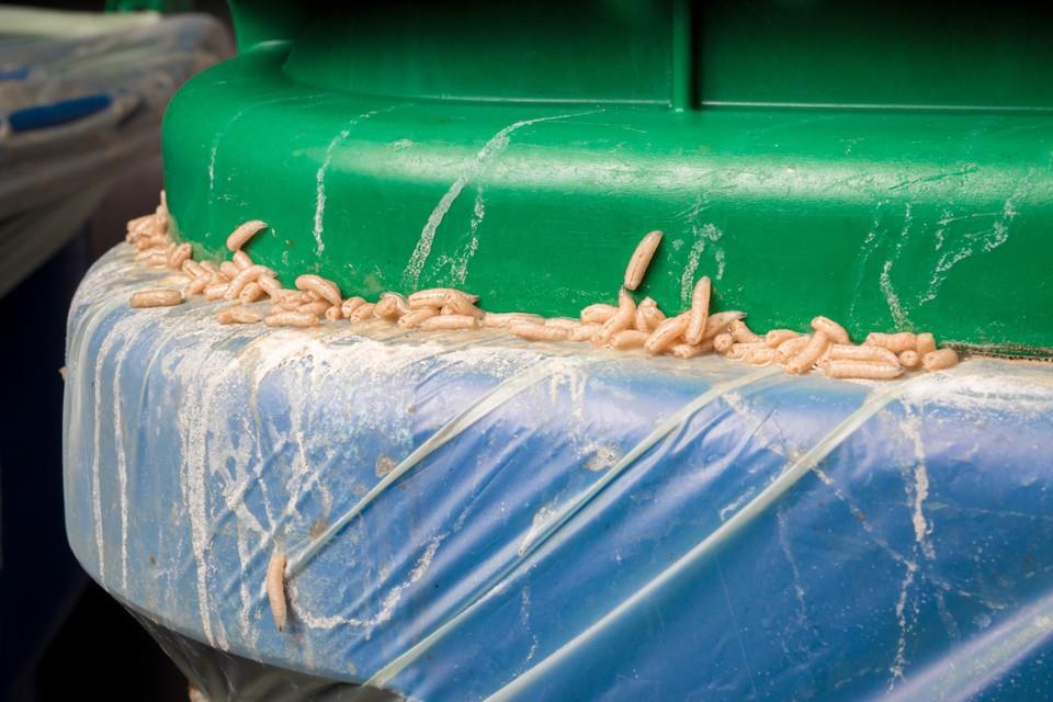 Bah, maden in de afvalbak. Wat kun je daar tegen doen? | De Limburger