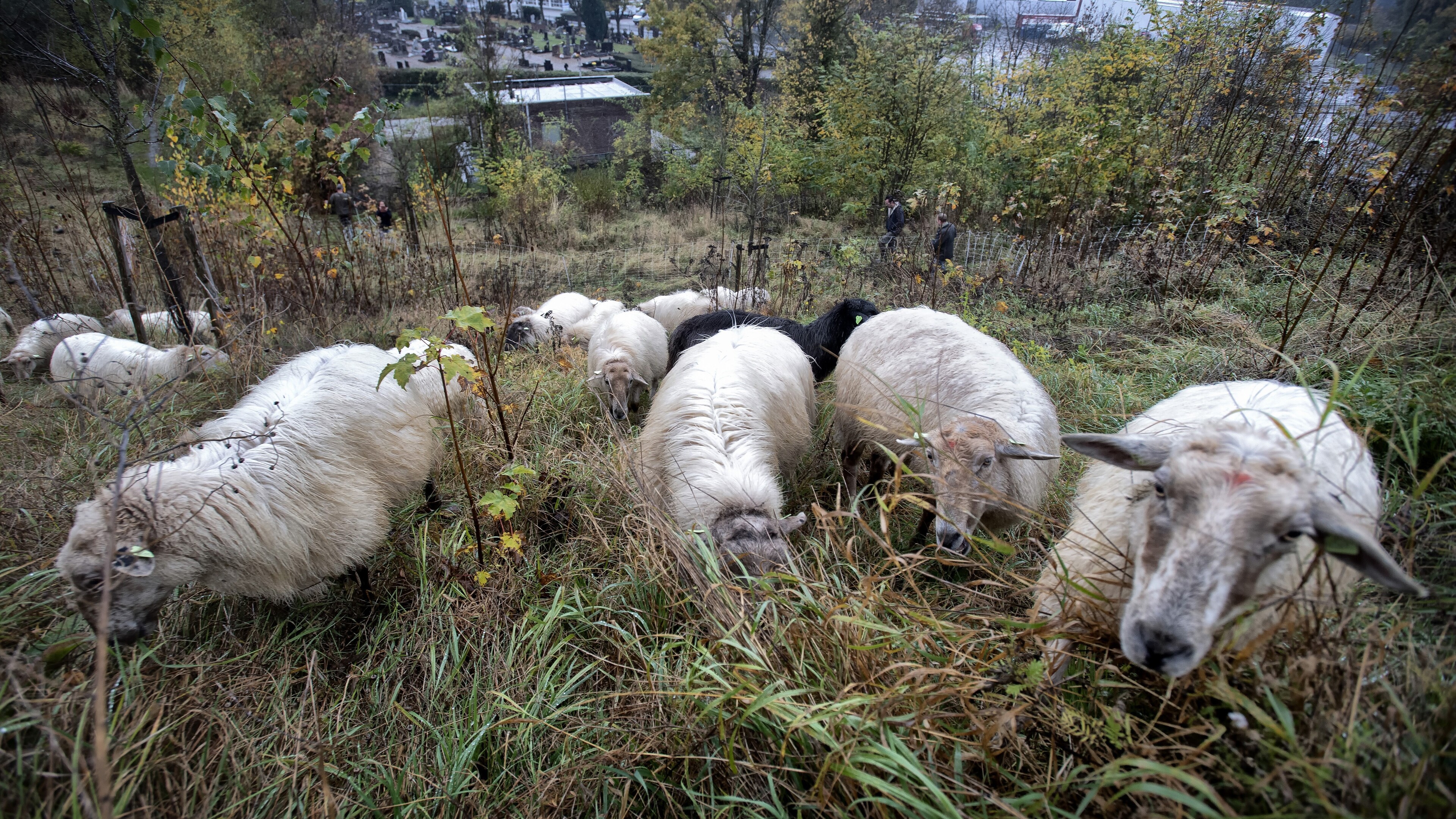 Nat welkom voor schapen op natuurbegraafplaats Eygelshoven