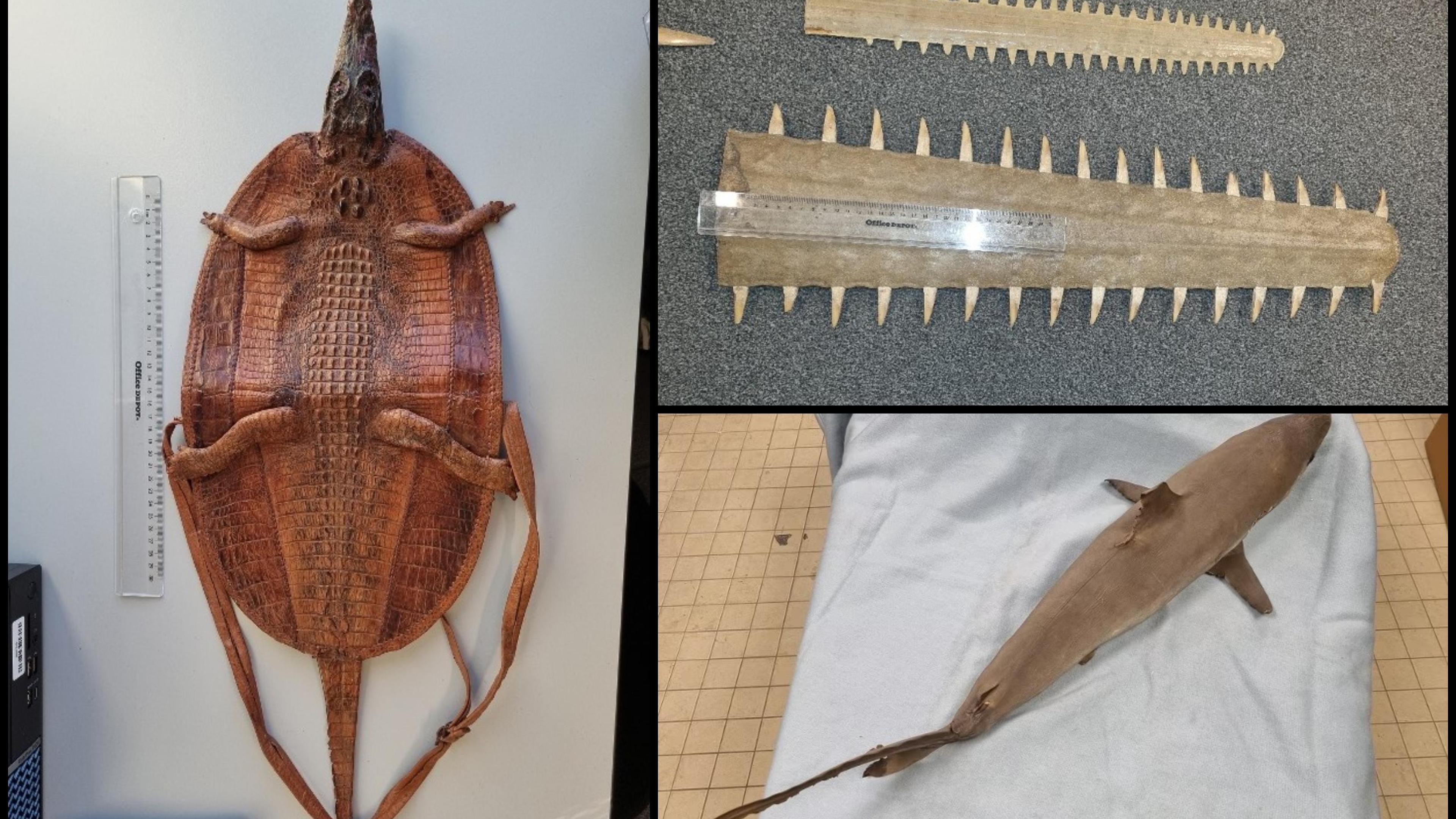 Politie neemt illegale preparaten van beschermde dieren in beslag in Neer en in Maastricht