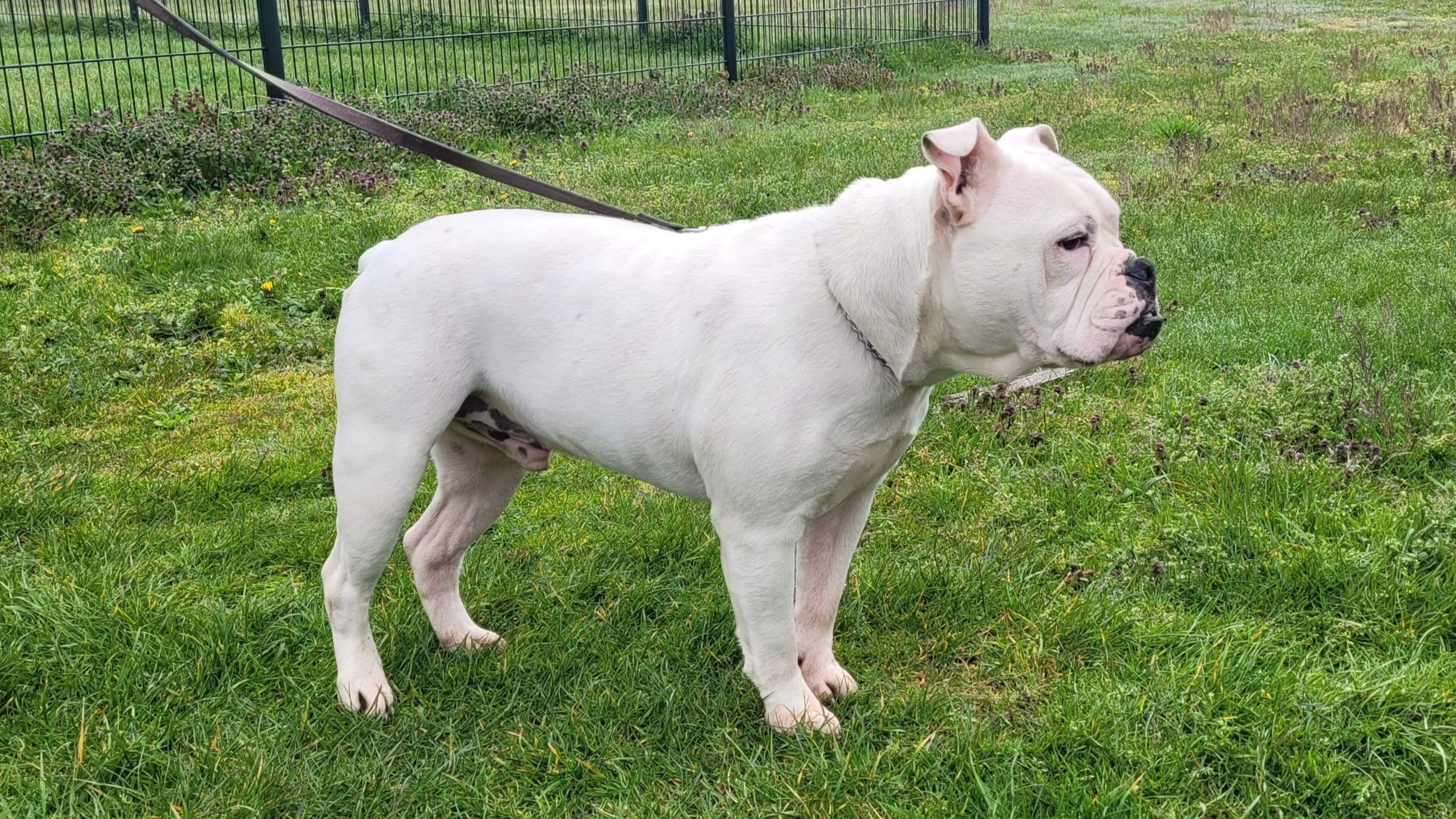 Dierenasiel de Beestenboel zoekt nieuw thuis voor Nollie, een lieve en rustige bulldog