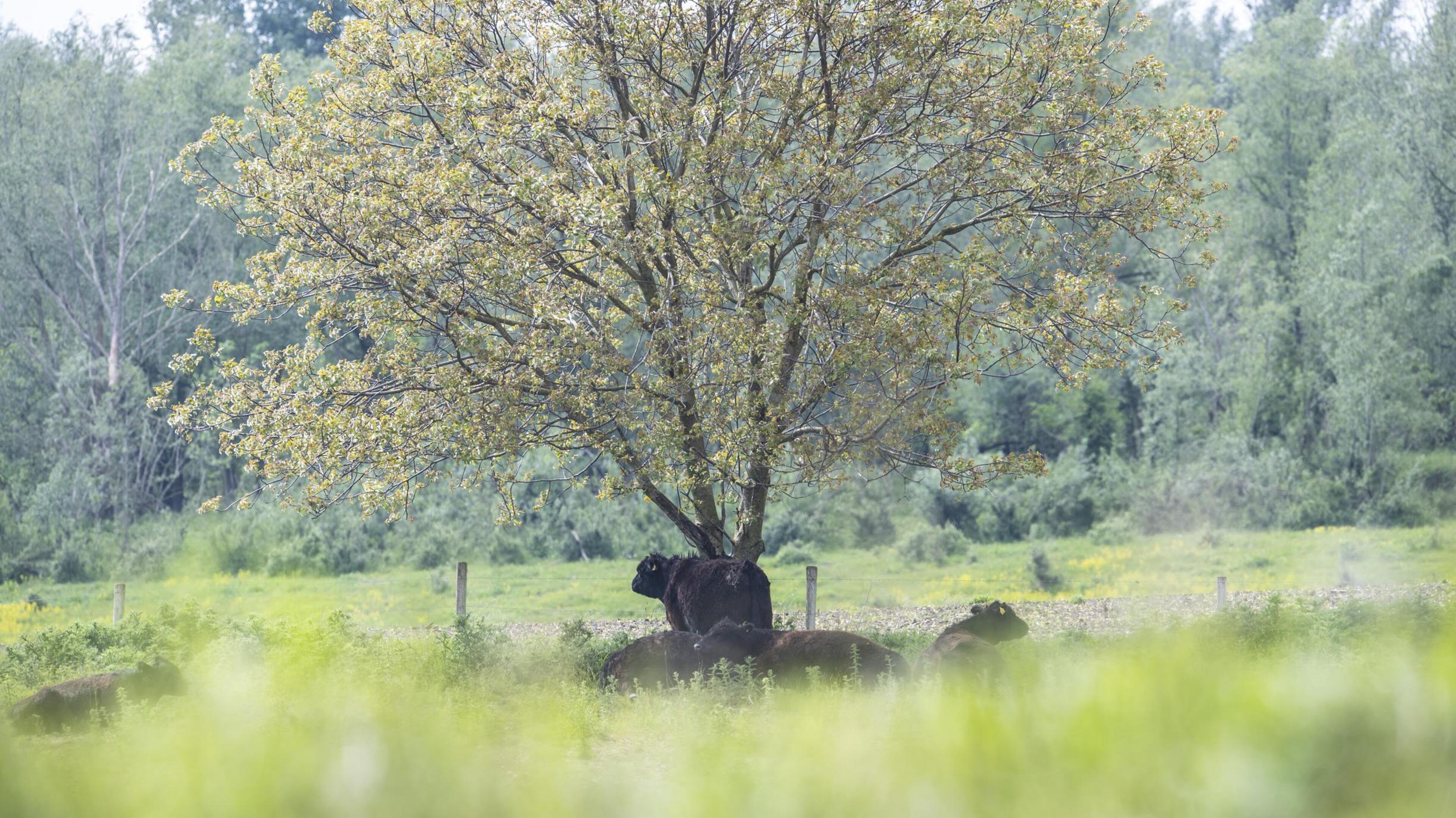 Zachtaardige runderen gaan groengebied Oirsbeek ‘beheren’, maar houden absoluut niet van loslopende 
