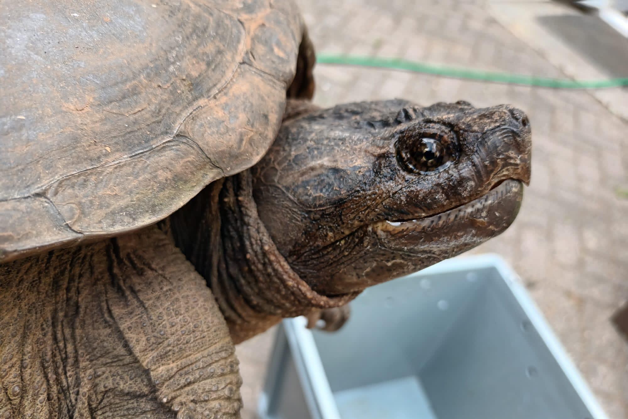 Dierenambulance Midden-Limburg wordt vooropvang voor gevonden schildpadden