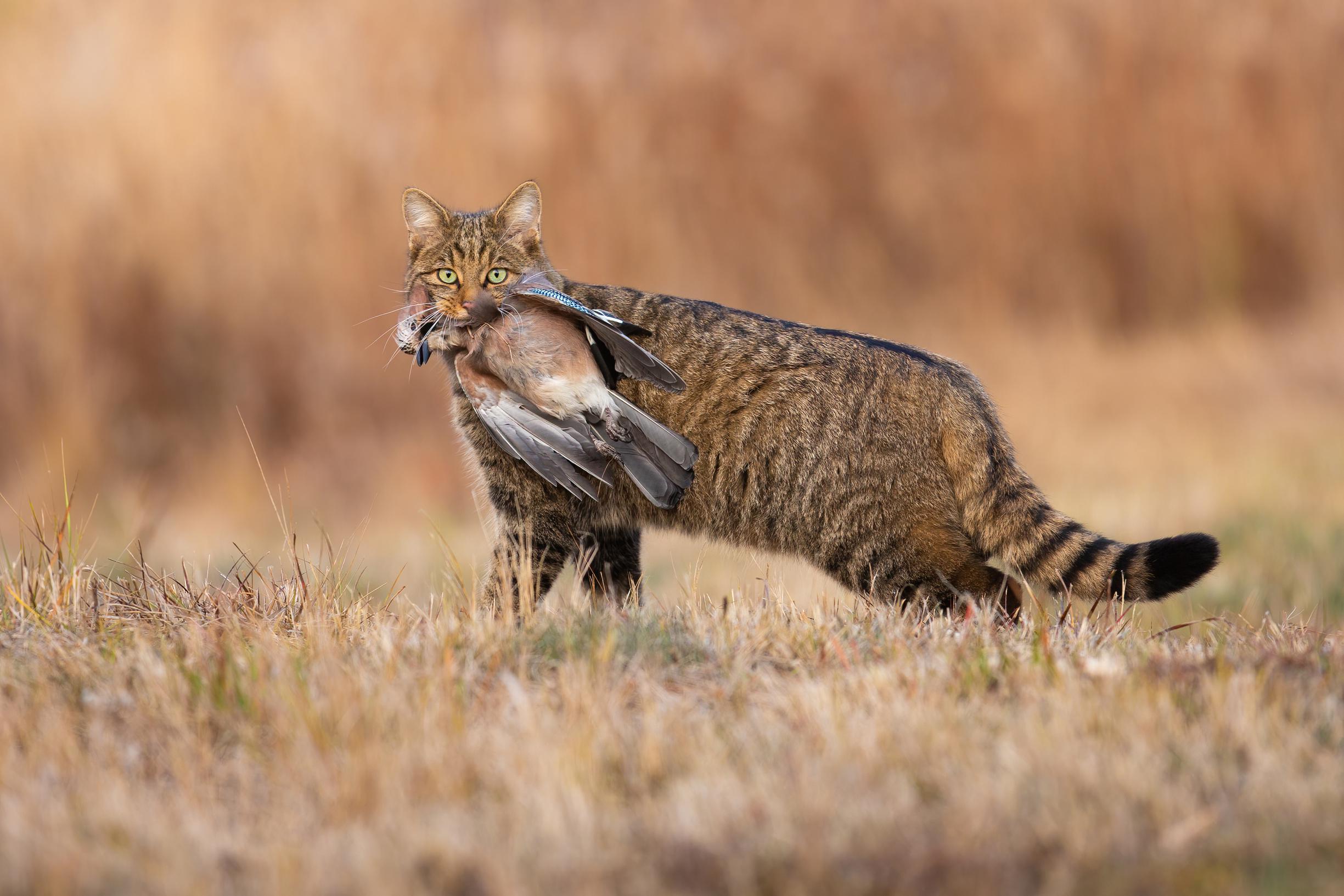 Ongemerkt herovert de wilde kat steeds meer Limburgse bossen: ‘Het lijkt erop dat ze ook hun weg doo