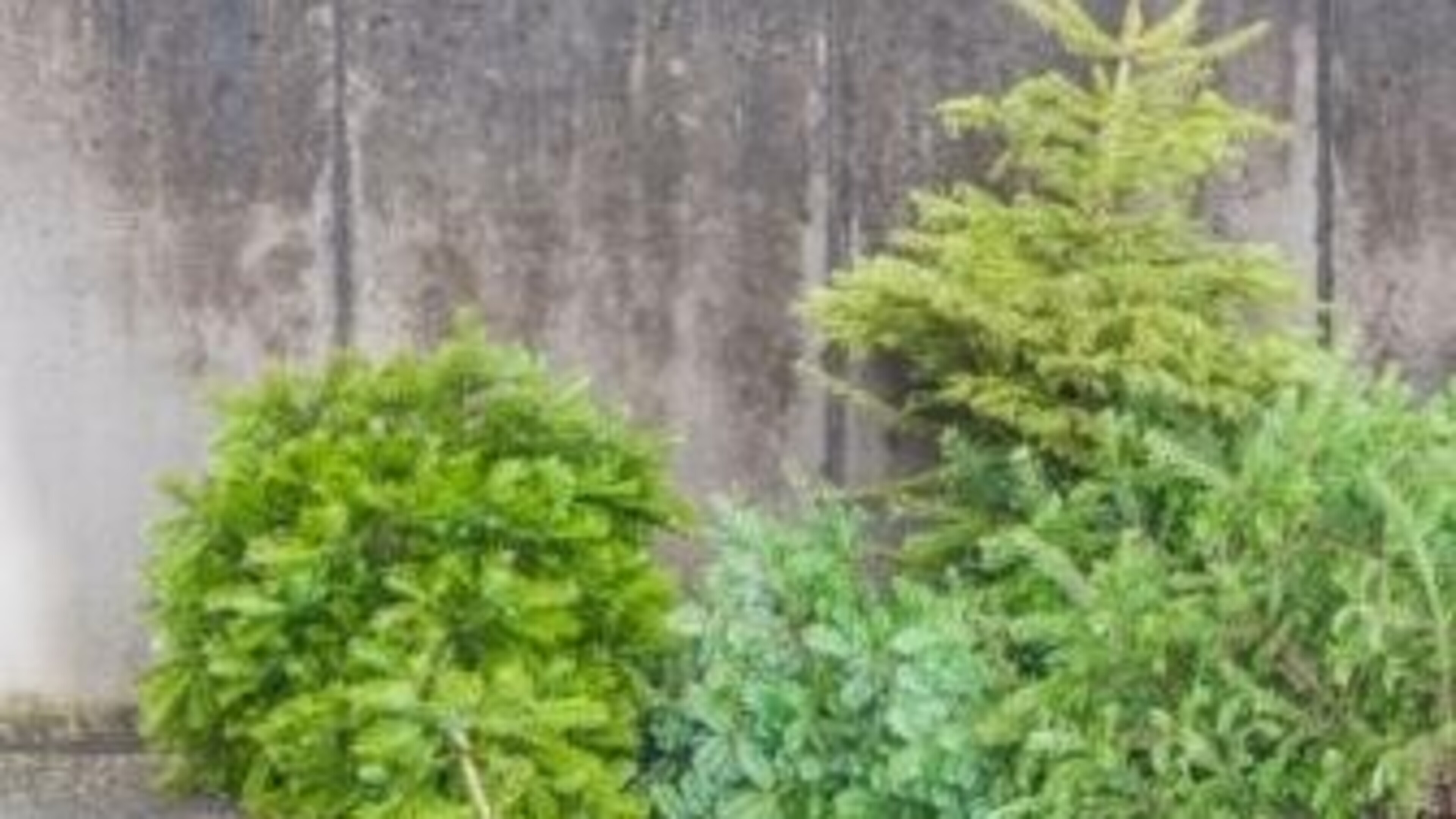Tien verenigingen halen kerstbomen op binnen bebouwde kom gemeente Leudal
