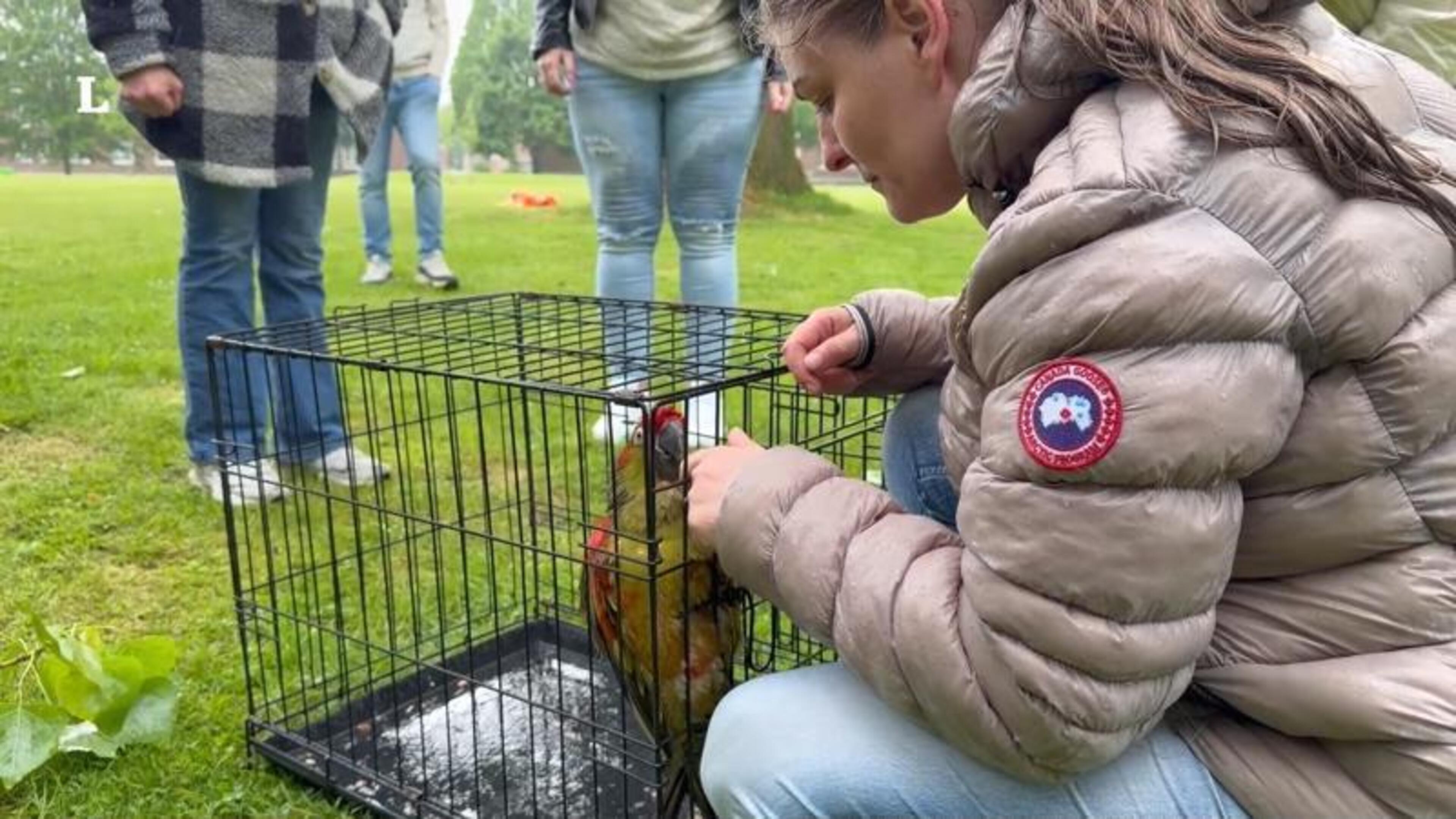 Ara Payessa na 26 uur uit boom in Maastricht gered