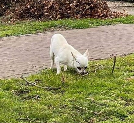 Herkenbosch in de ban van de ‘witte wolf’: van wie is toch het timide hondje dat al dagen over de st