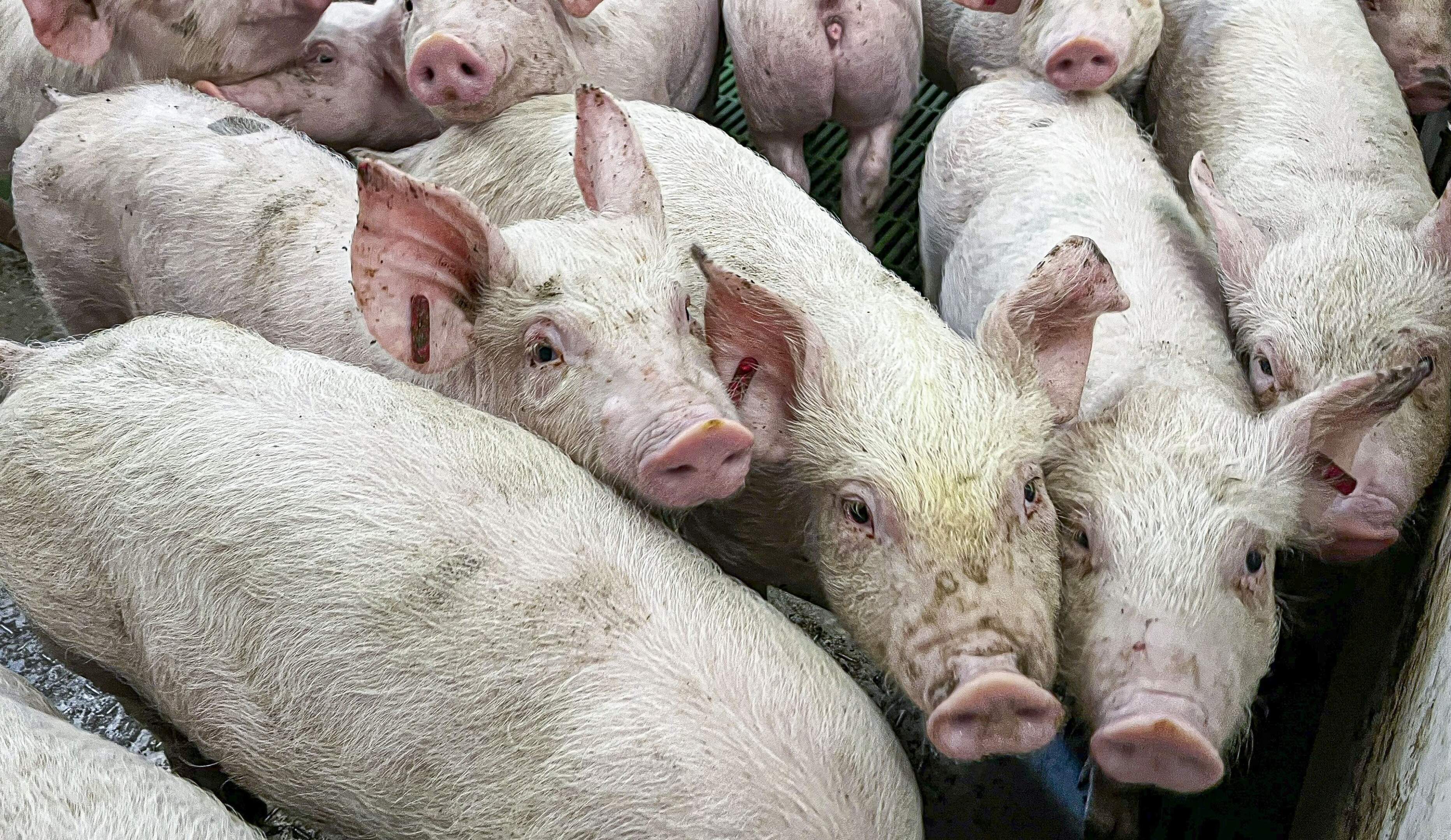 Bergen op ramkoers met provincie om sanering veebedrijf Siebengewald